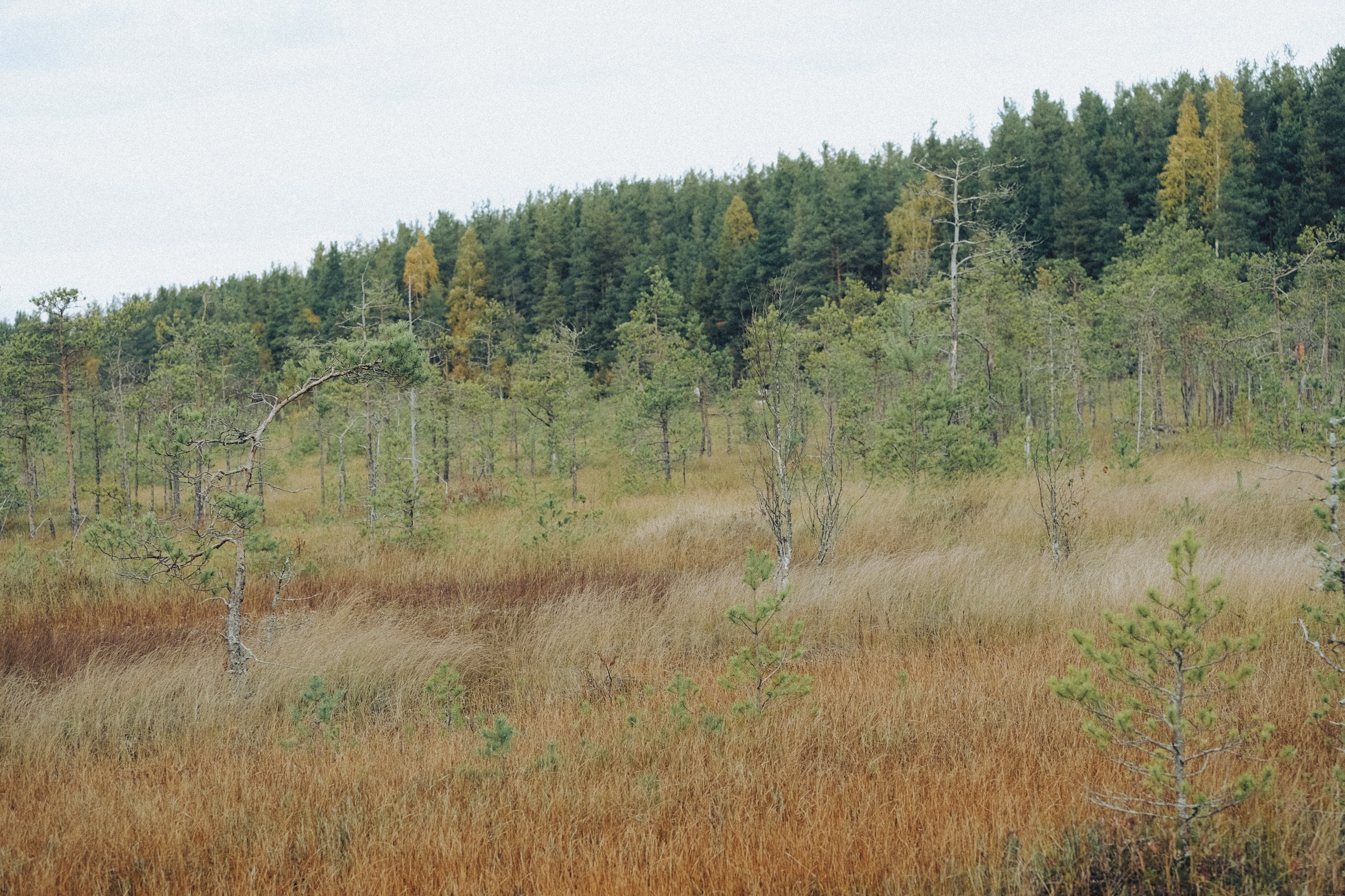 Осеняя прогулка. Профессиональный фотограф, Санкт-Петербург — Виктория Богомолова