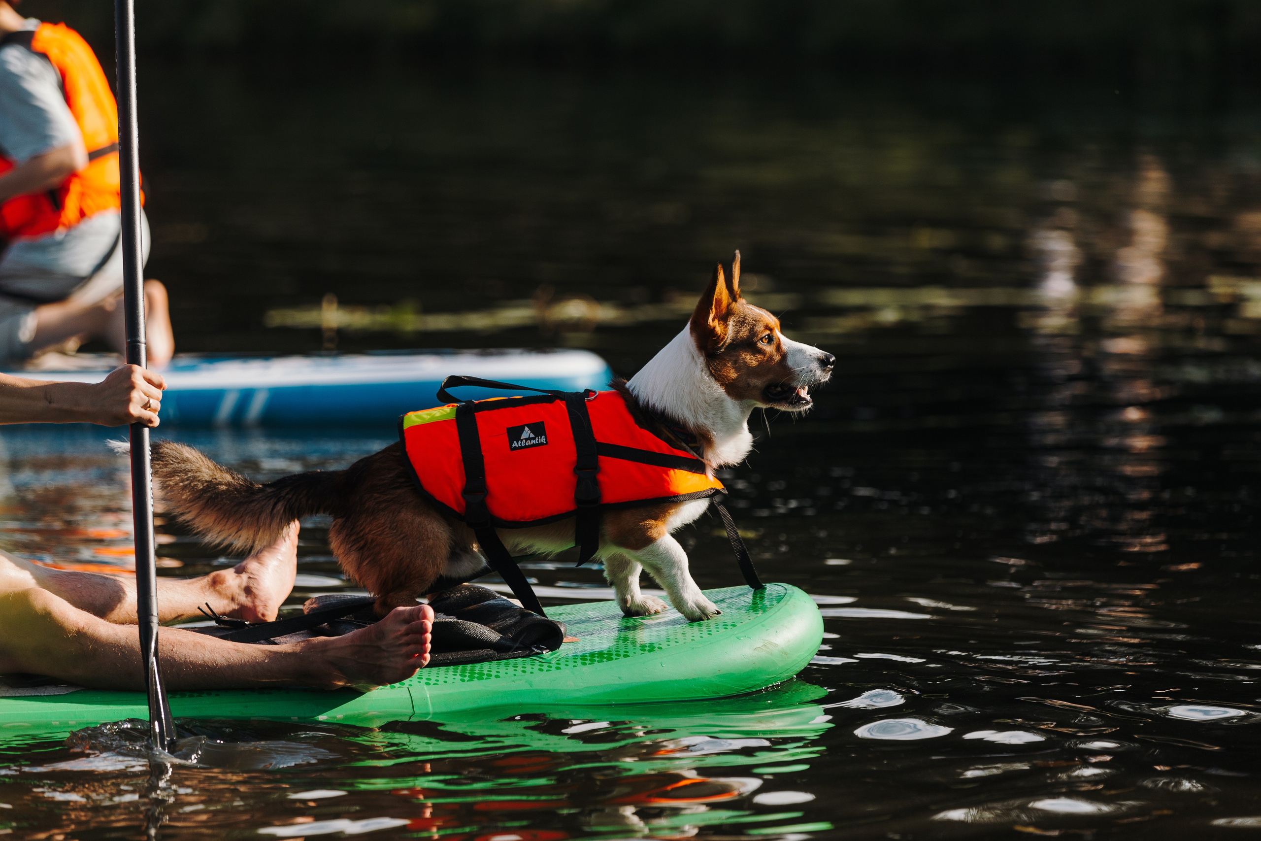 Petshop Sup day. Фотограф анималист Кристина Карпова, Москва