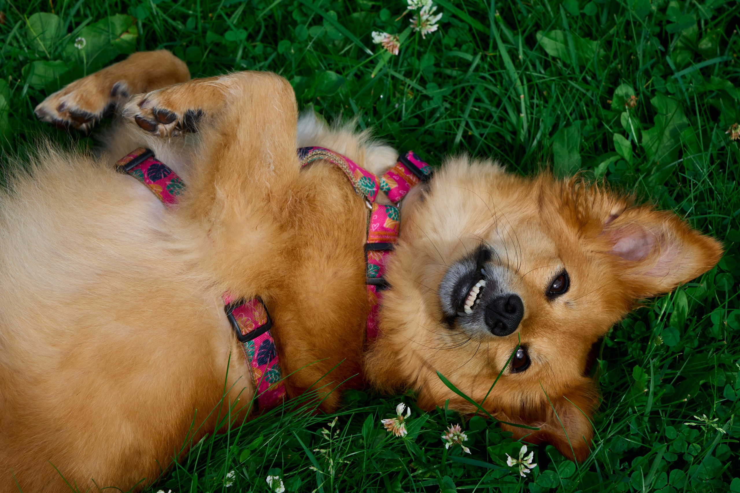 Кнопа. Валерия Гуртовая | Фотограф, Санкт-Петербург