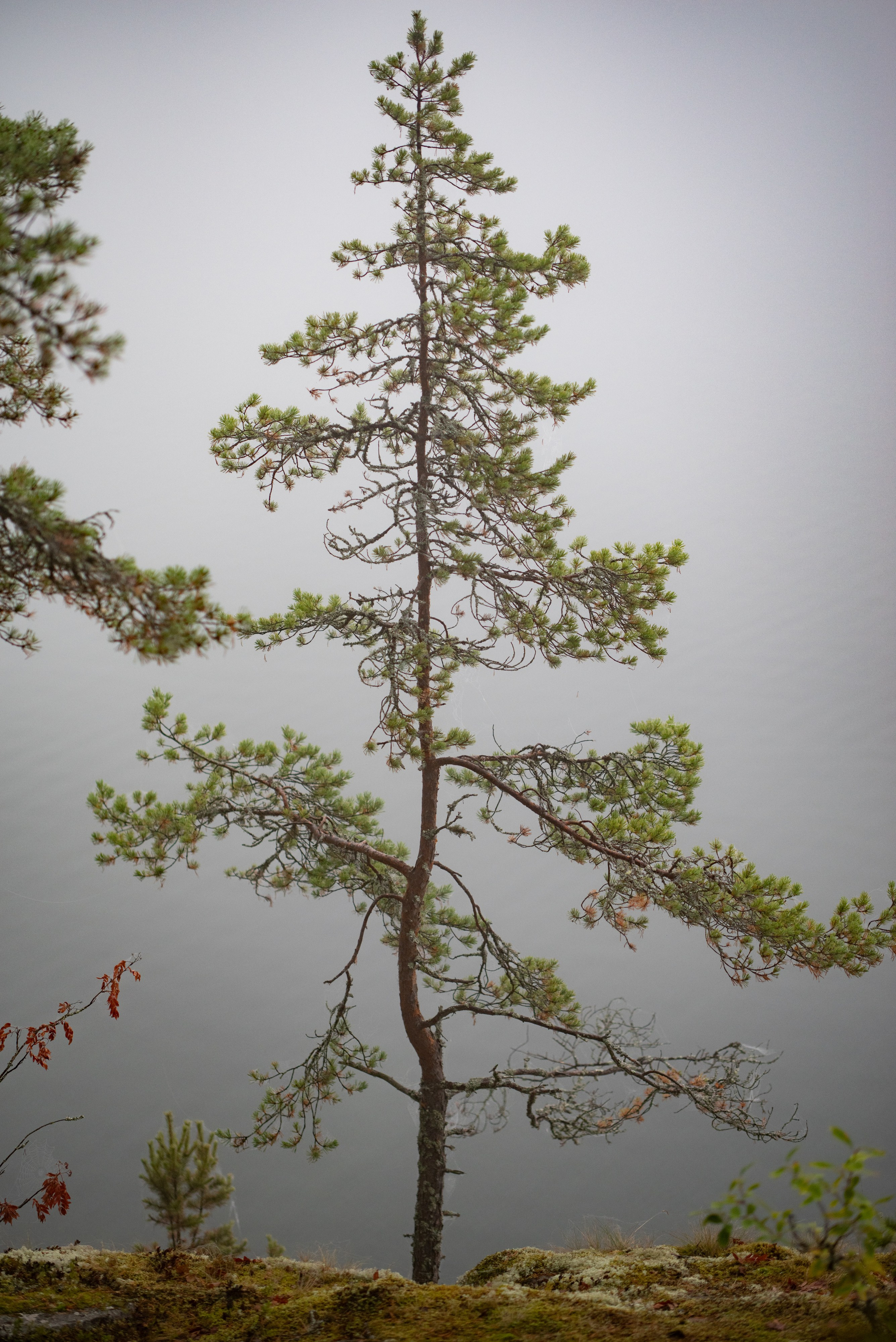 Осень на 85DFA*. Портретный фотограф Денис Милютин