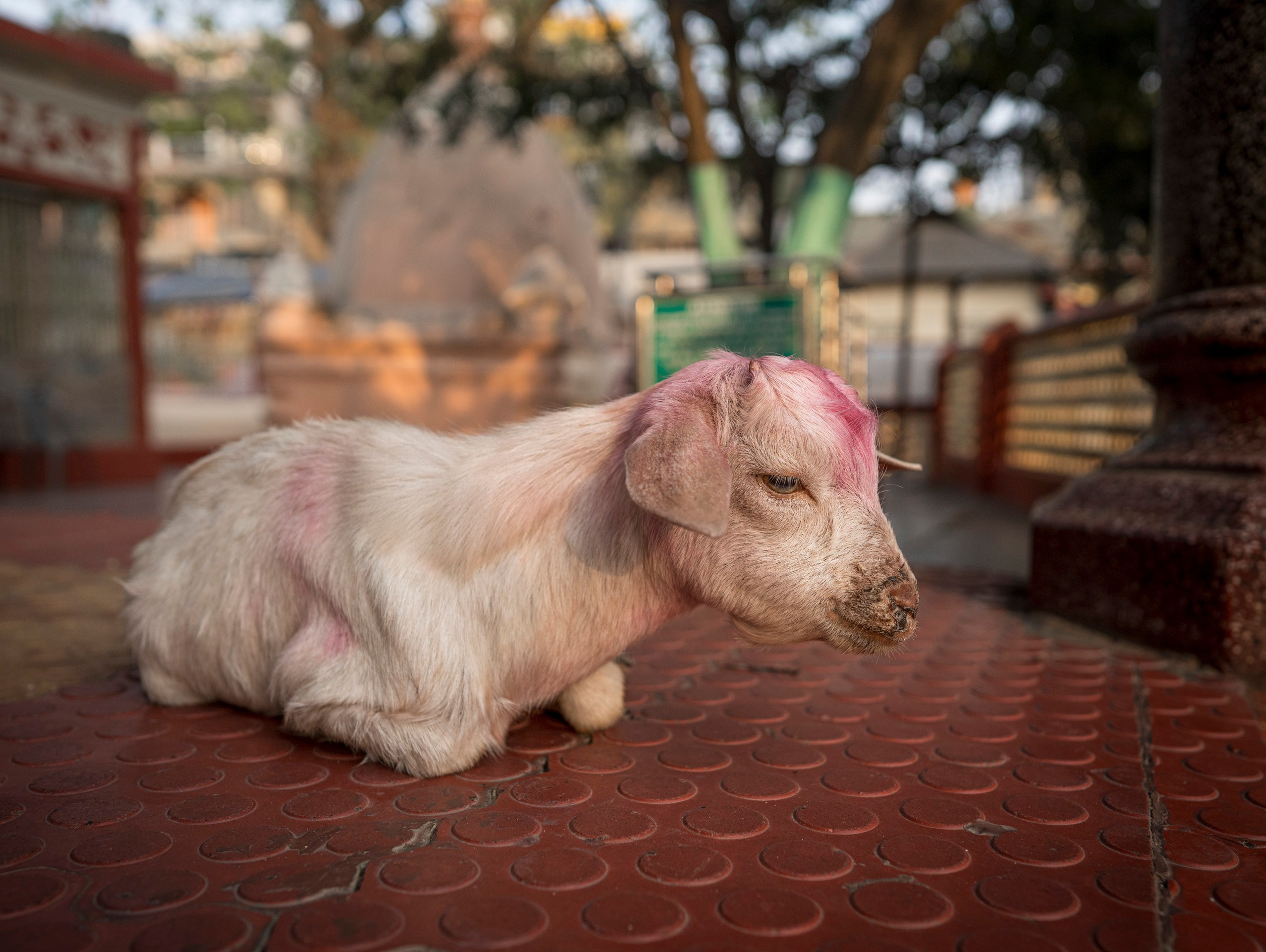 India travel. Фотограф Сергей Танков