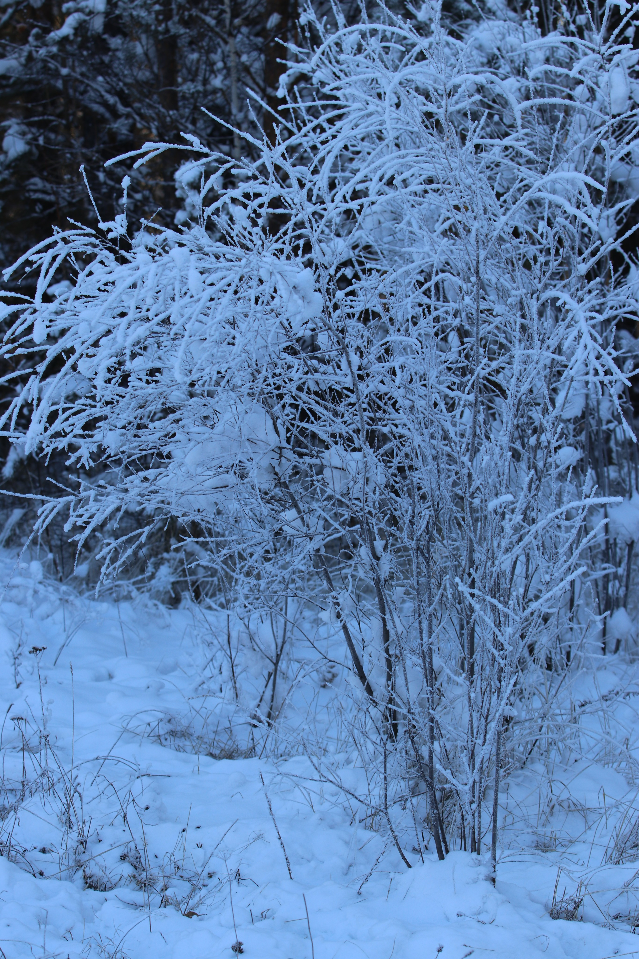 Аршан. Январь 2022. Путешественник-фотограф из Санкт-Петербурга Татьяна Свистулина