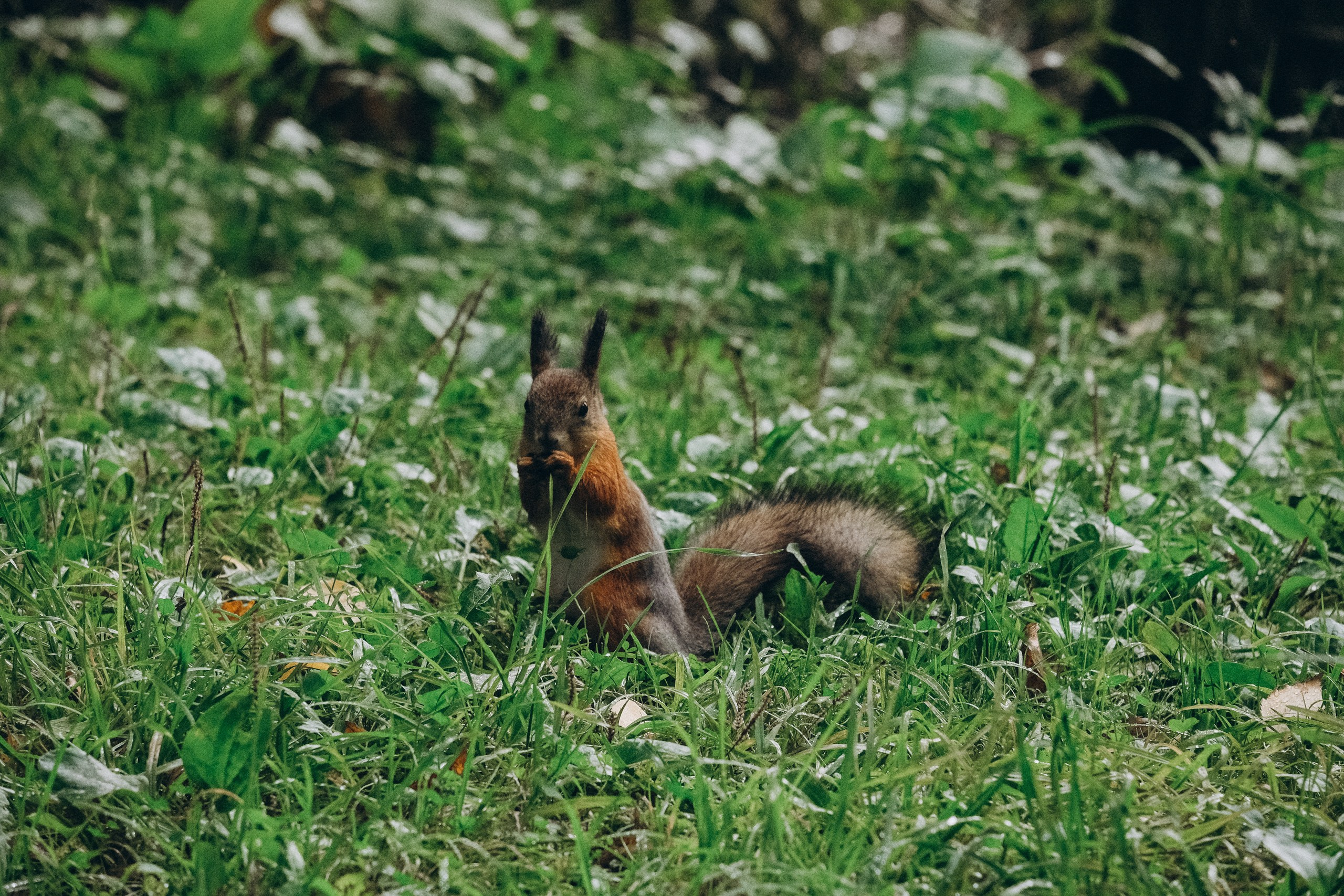 День рождения малышки. Профессиональный фотограф, Санкт-Петербург — Виктория Богомолова