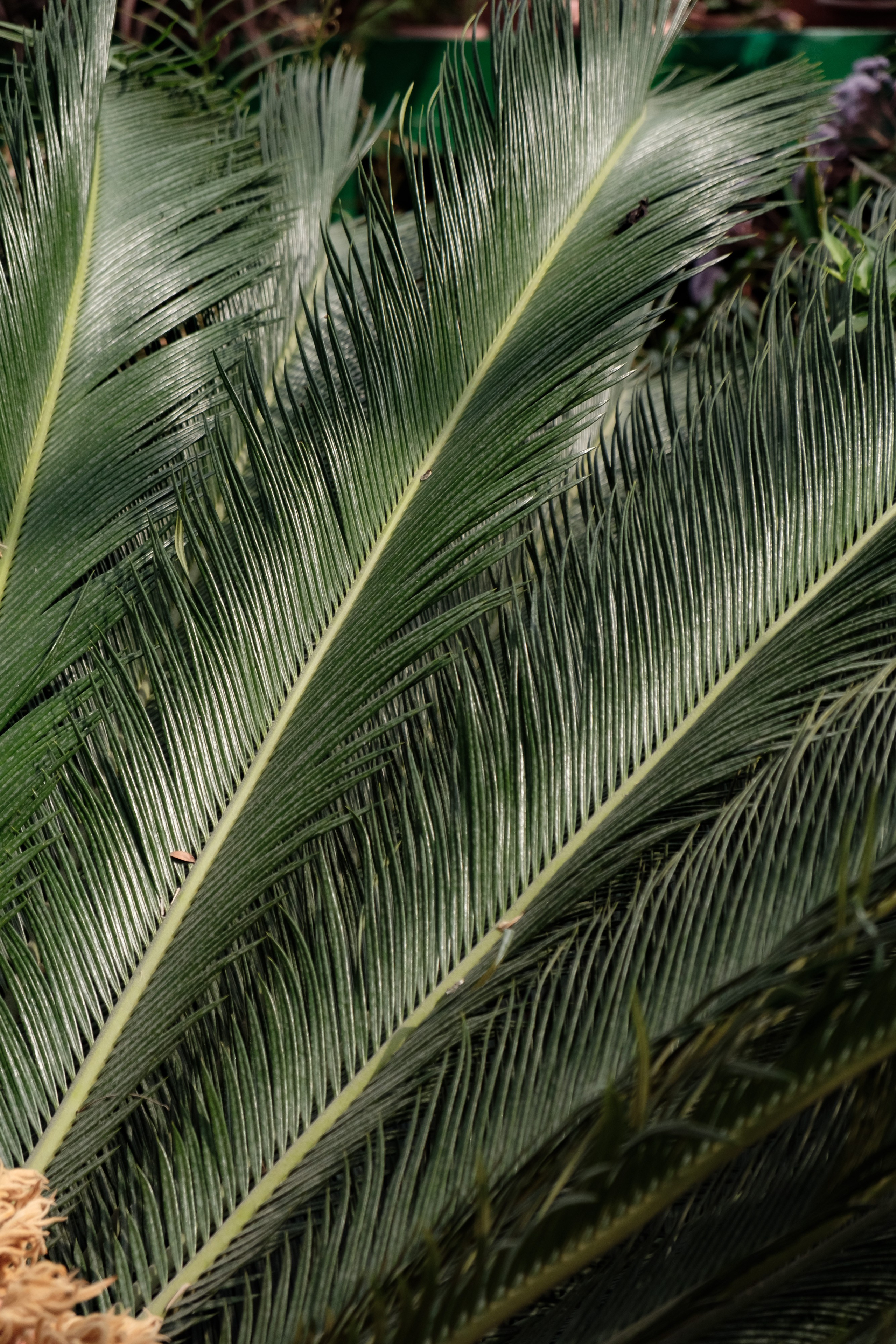 Узбекистан. Города. Фотограф Конопихин Константин