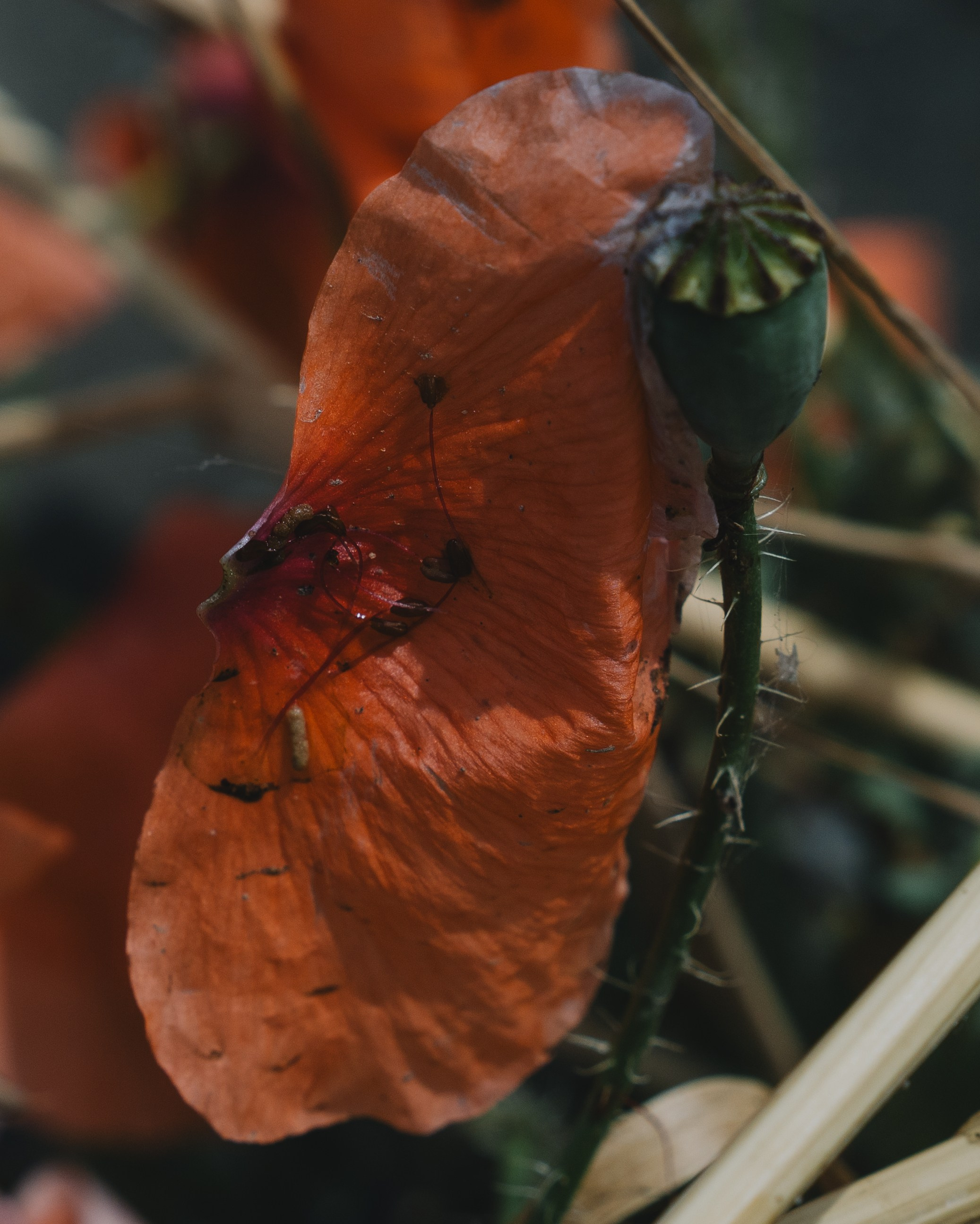 Волгодонск. Твой фотограф в Москве и Московской области Романцова Ирина