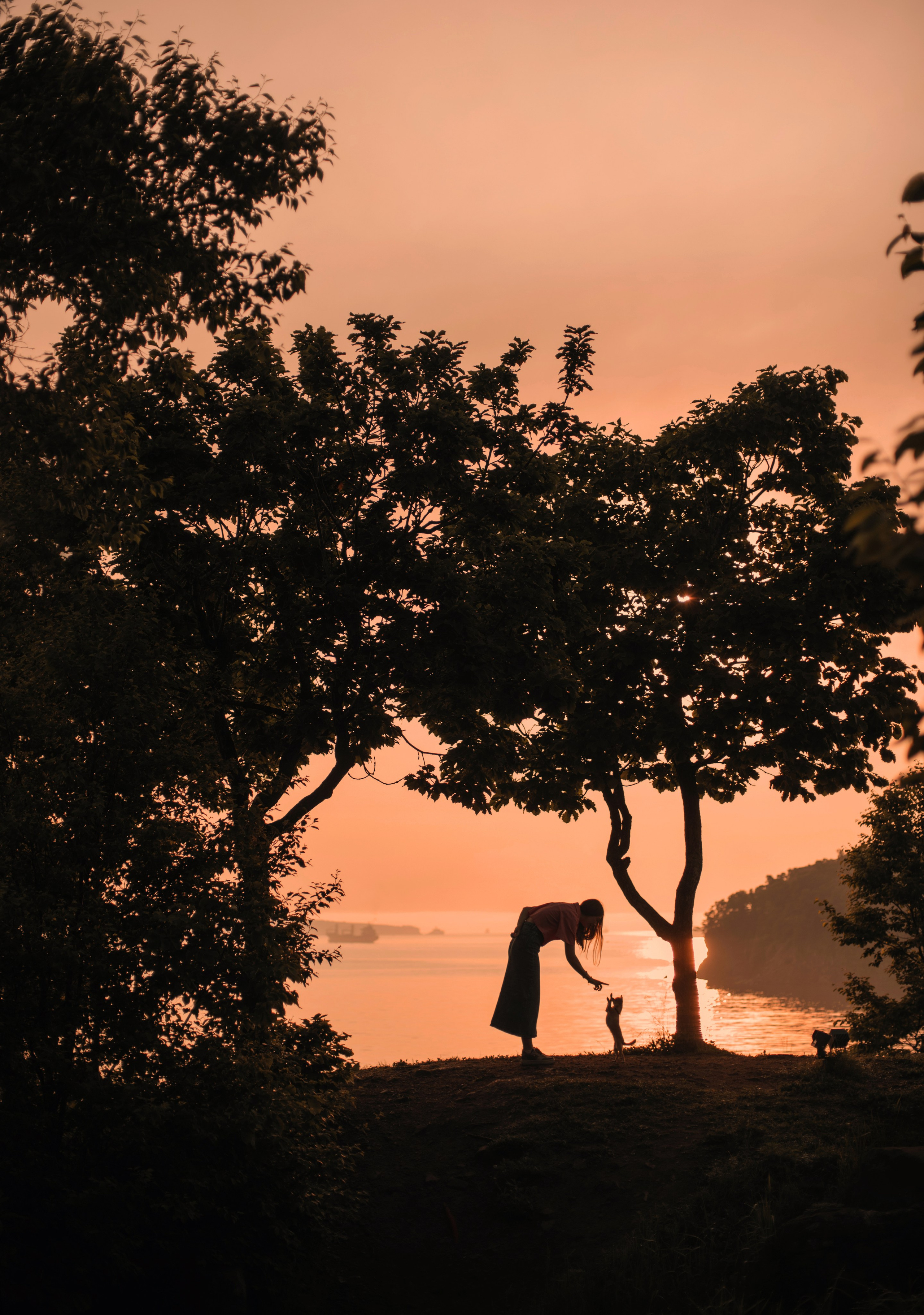 Прогулка: чихуахуа Хенни и Алина во Владивостоке. Портфолио