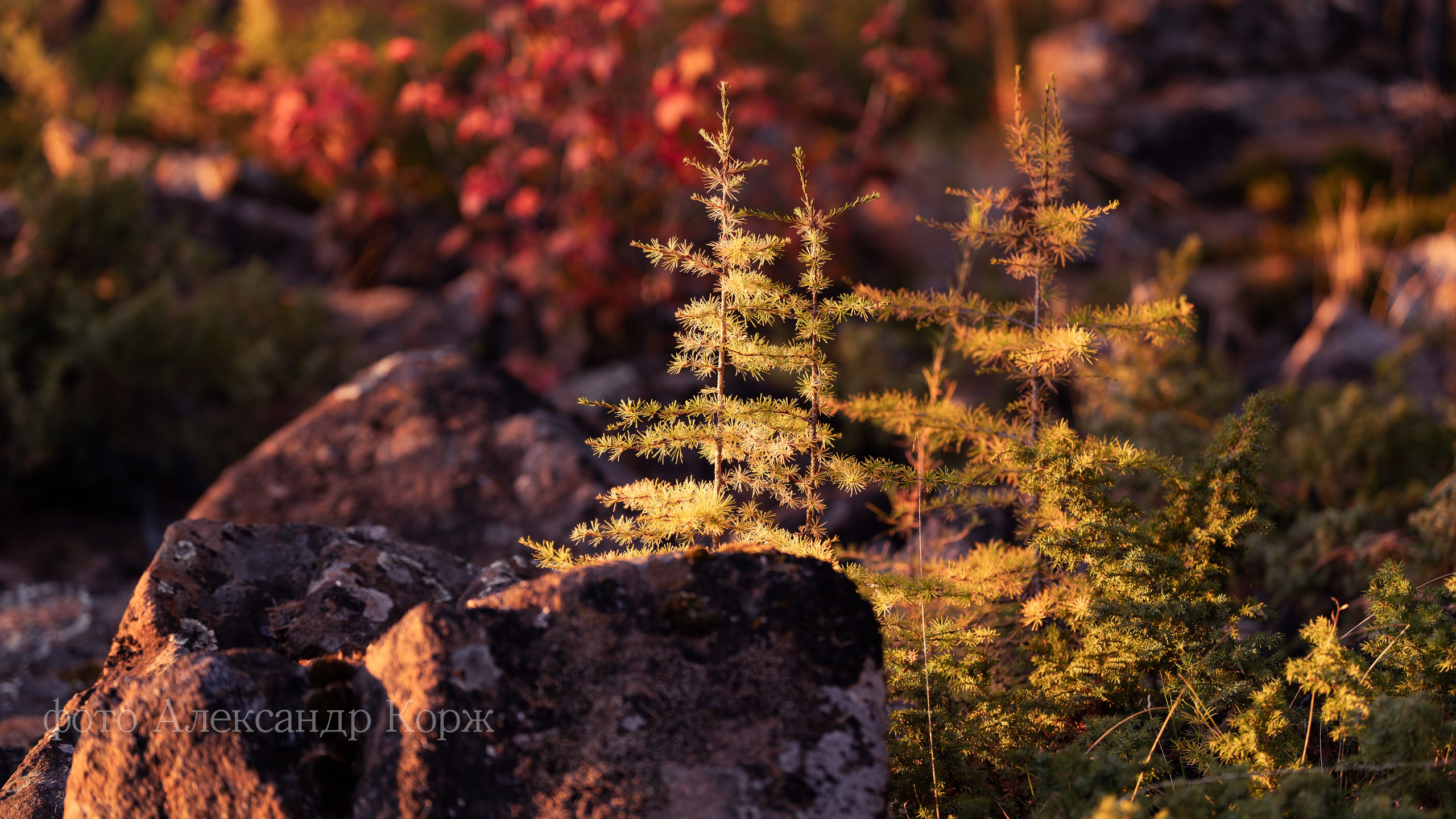 Золотая осень 2025. Айхал. Удачный. Мирный Якутия. Фотографии и видеосъемка, Айхал, Удачный, Якутия. Фотографии Айхал