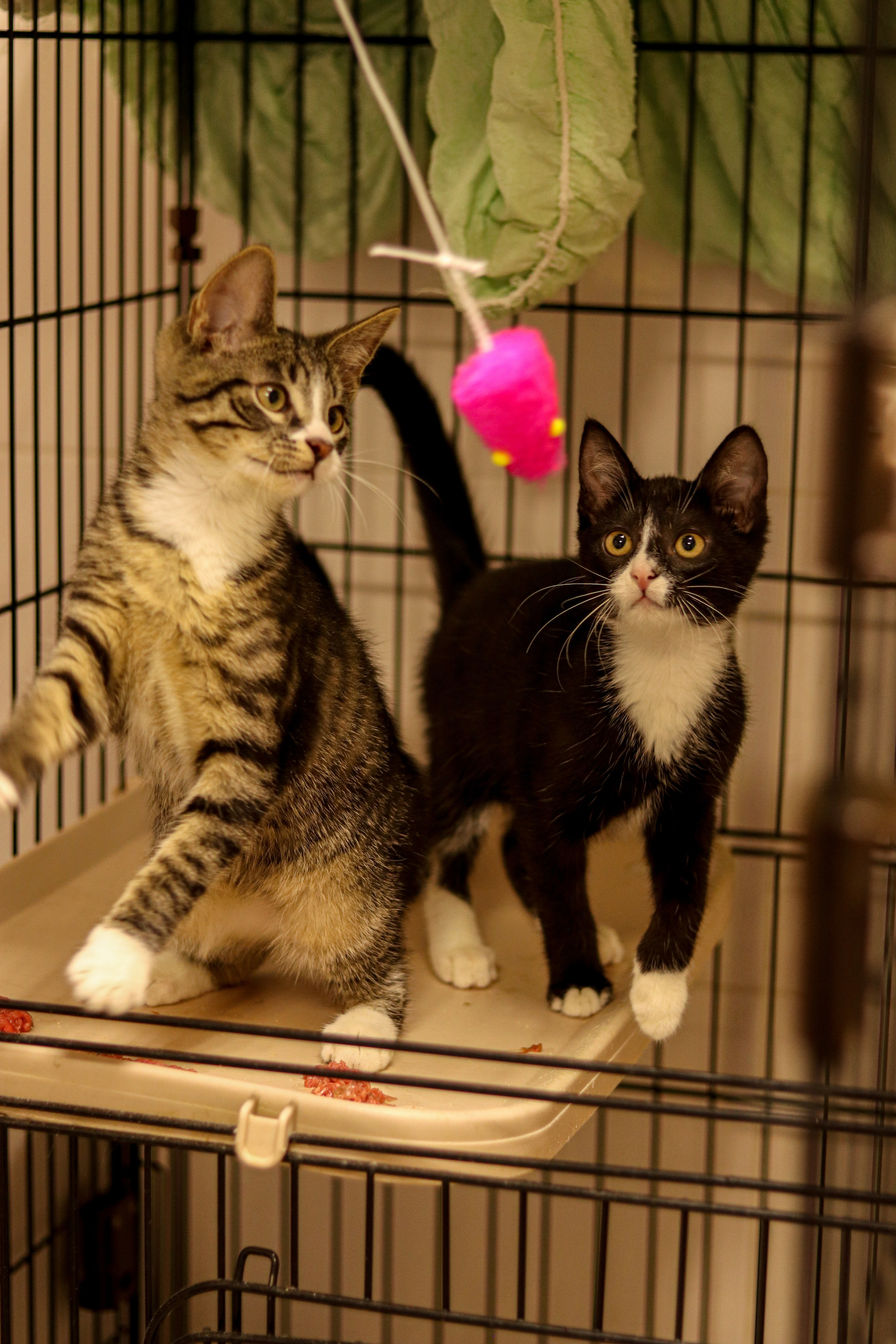 Петербургский дом кота (27 июня 2024). Ивентный фотограф в Санкт-Петербурге Олег Комков