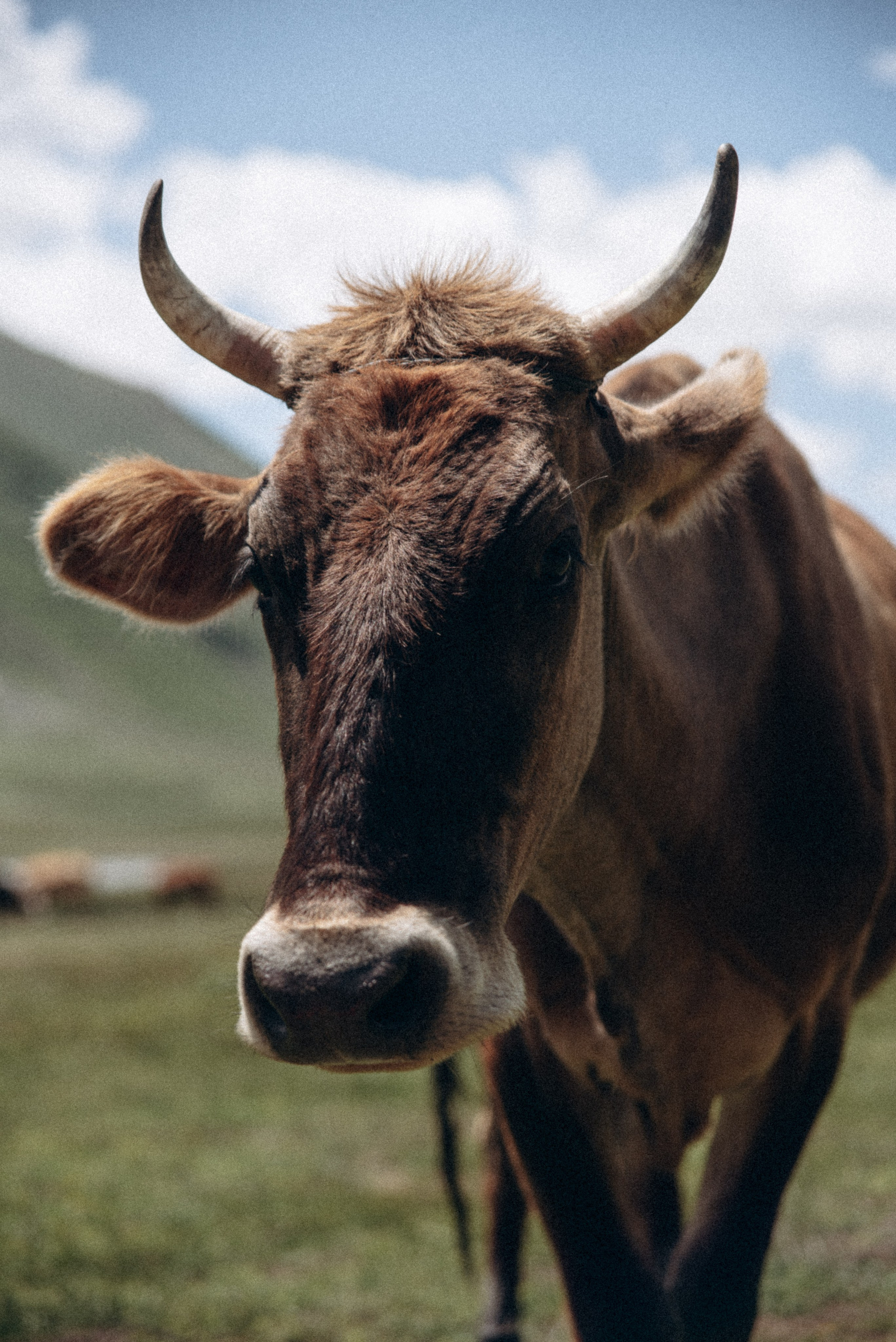 Долина Трусо, Грузия🇬🇪«Honey Trip». Anita_photo