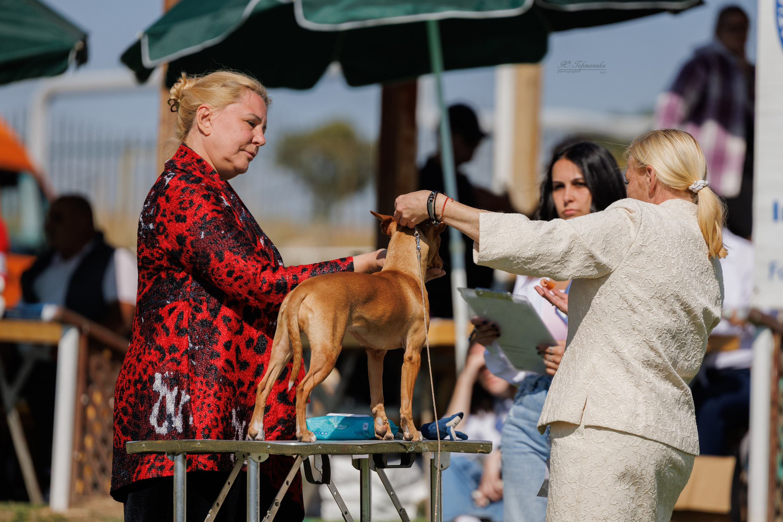 Ереван 14-16.10.2025. Фотограф-анималист Юлия Германика