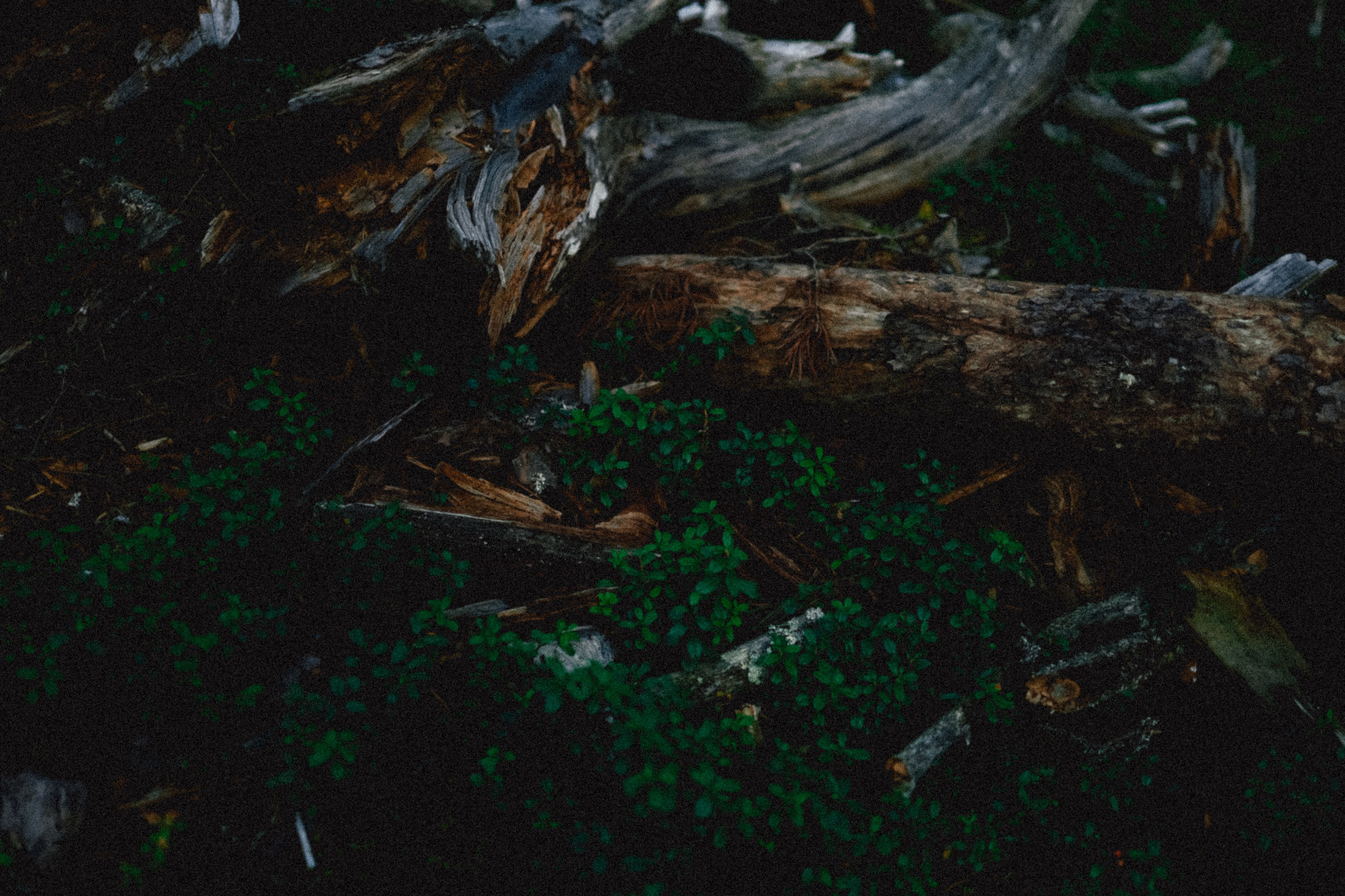 Череповец. Анна Мильч