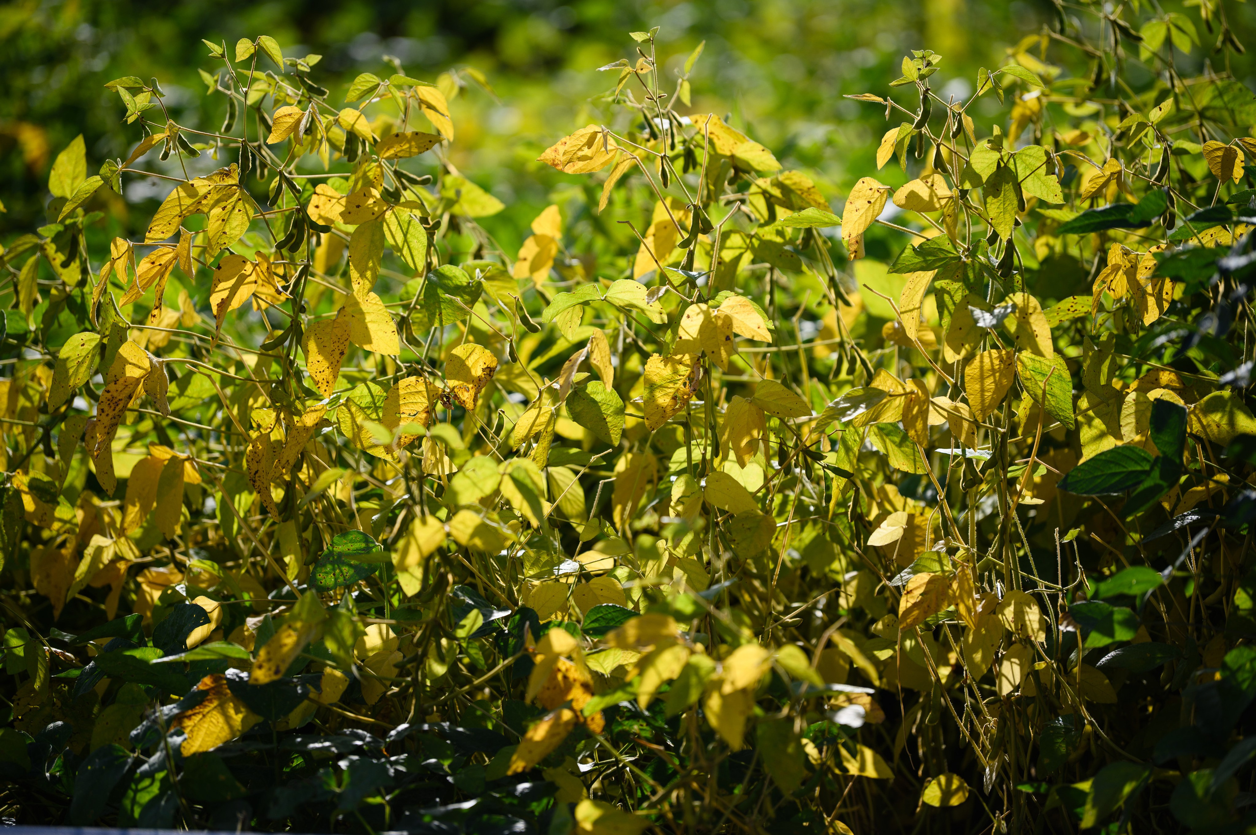 Проекты. Профессиональный фотограф Вячеслав Плацында | Липецк |