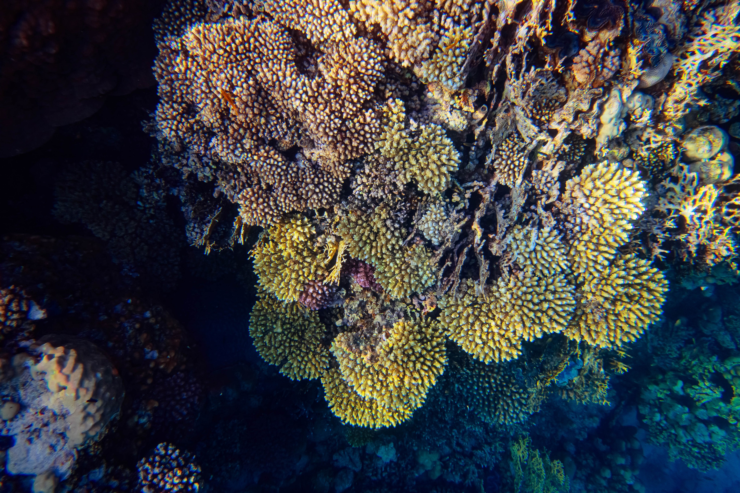 Fish. Фотограф Светлана Голицына