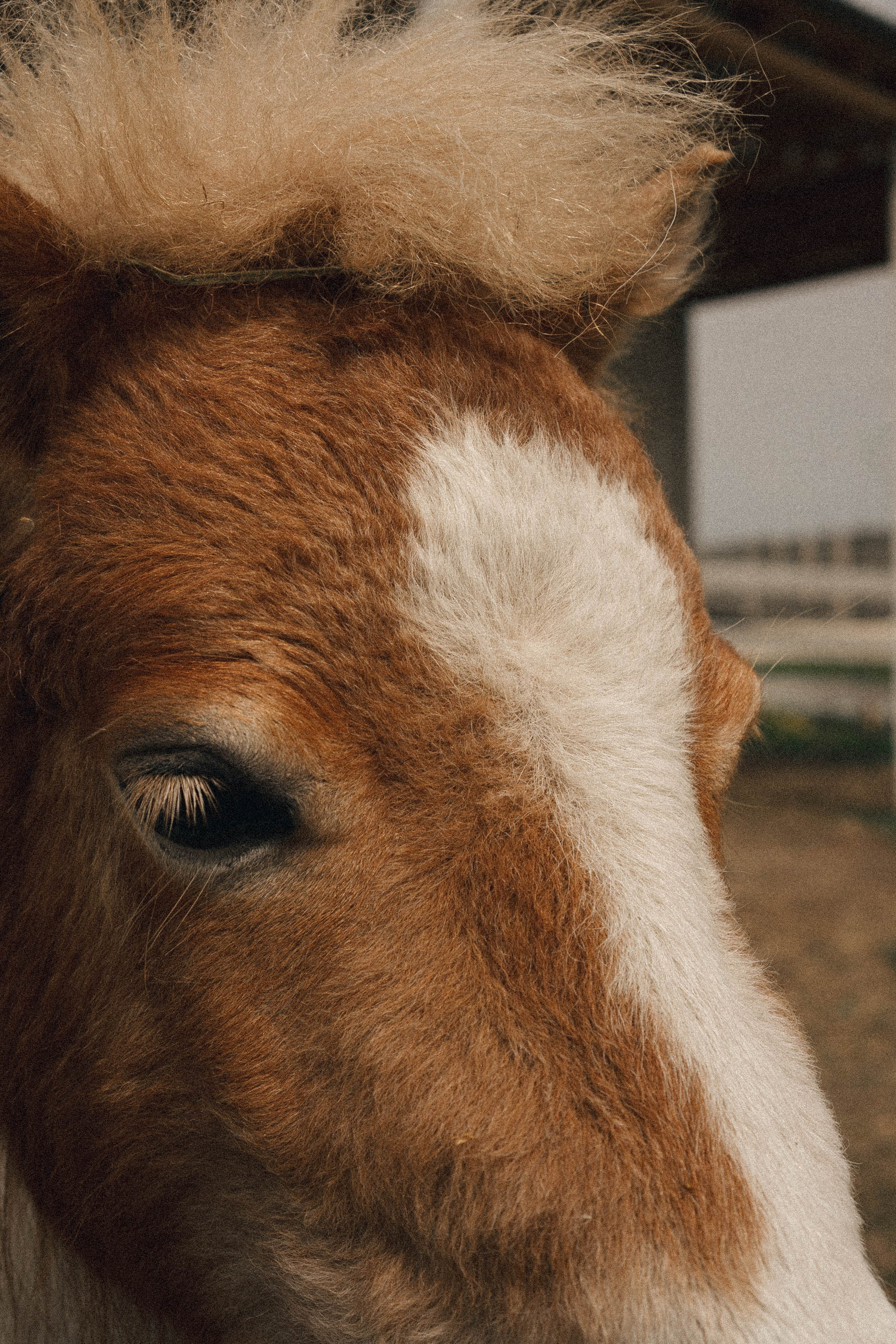 Ферма Альпак. Профессиональный фотограф, Санкт-Петербург — Виктория Богомолова