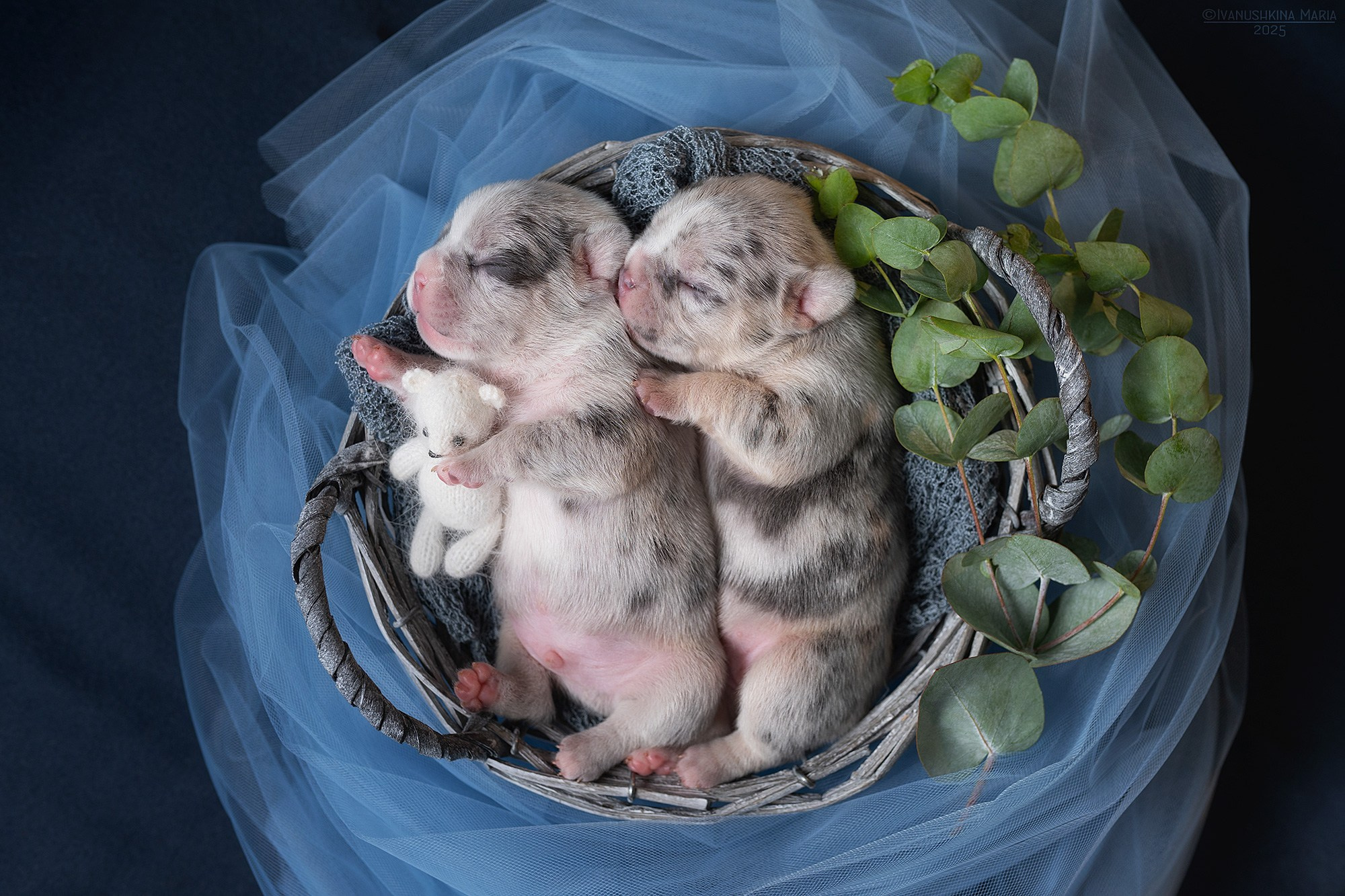 Ньюборн фотосессия щенков. Фотограф собак в Москве и Московской области Иванушкина Мария