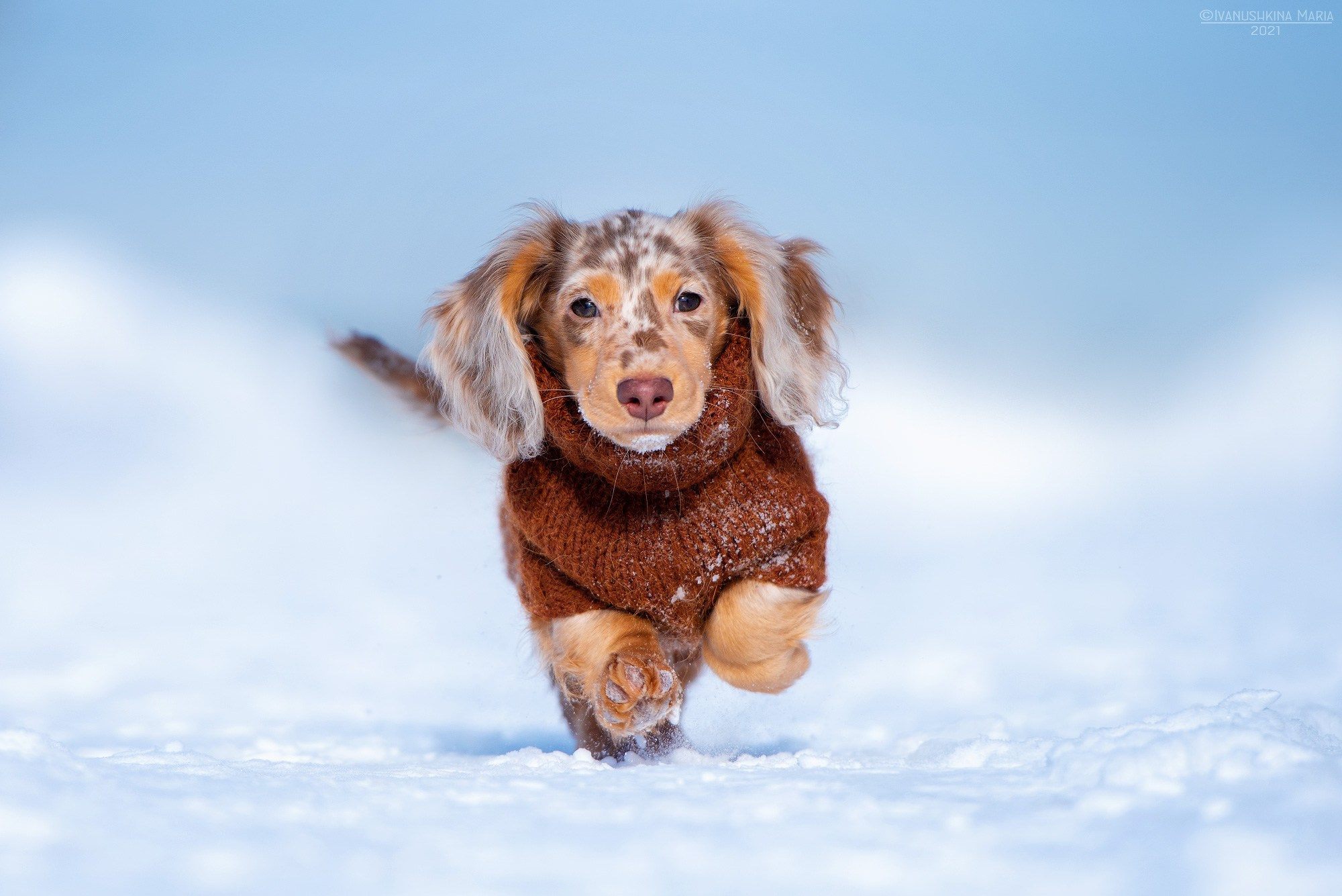 щенок таксы мраморной