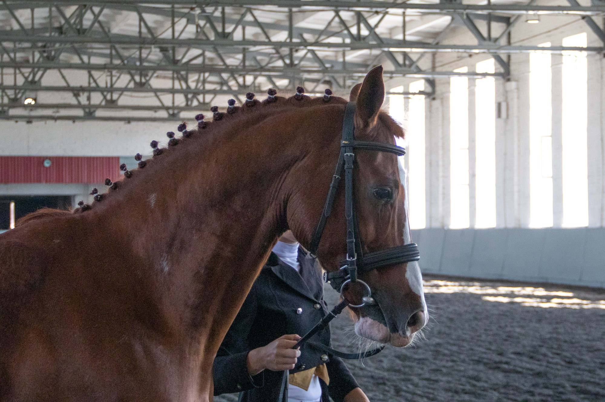 Открытие Краснодарского ипподрома. Репортажный, промышленный и маркетплейс-фотограф Дмитрий Чернат