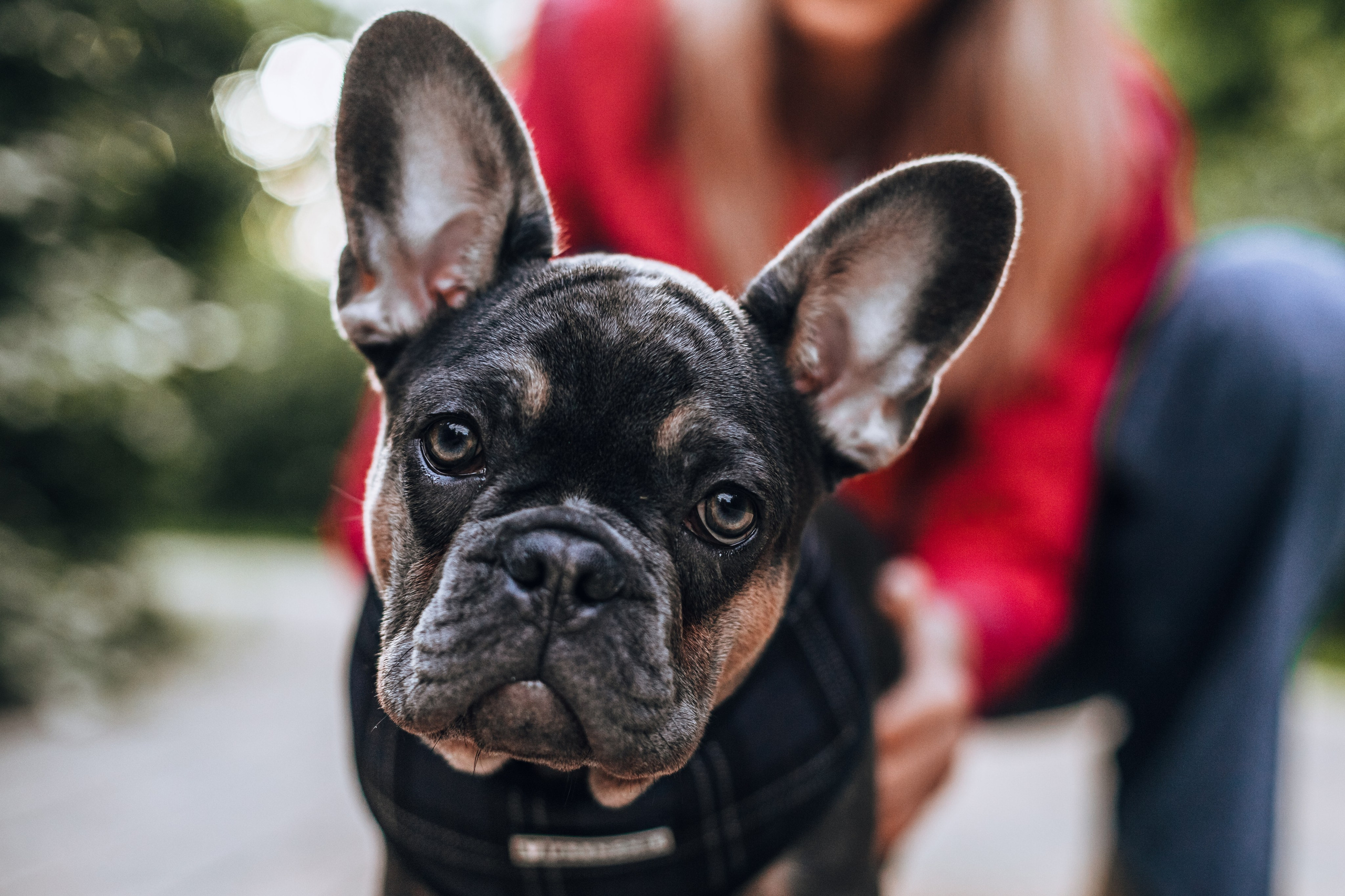 Даша и Мишель. Фотограф-анималист Татьяна Степанова