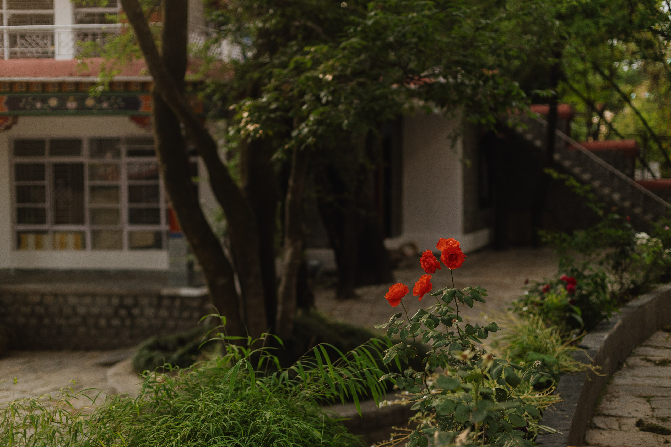 Экскурсия в резиденцию Далай Ламы с Косом и Лу. Фотограф Ольхон/ Индия, Регина