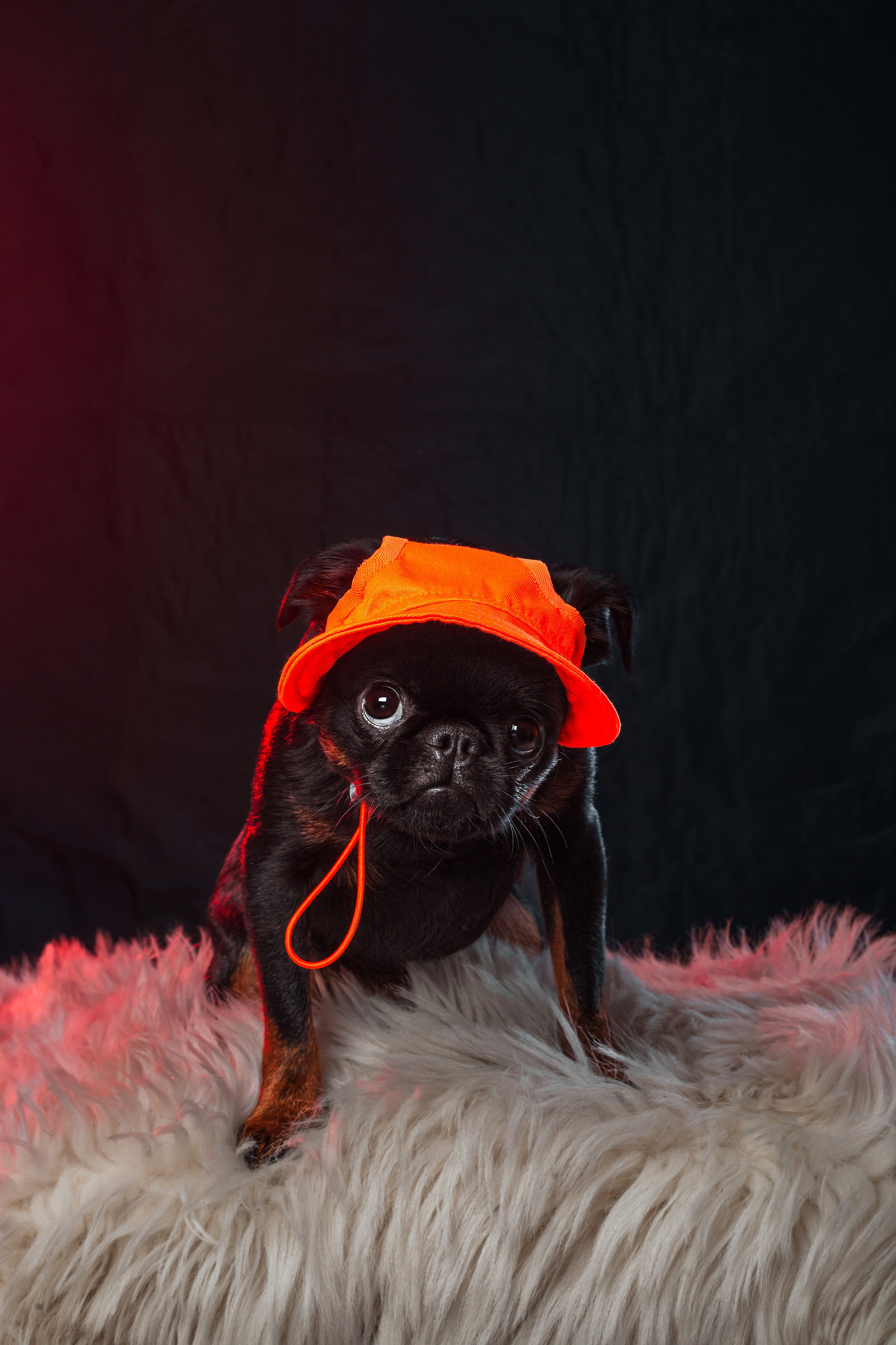 Студийная фотосессия с цветным светом. Фотограф-анималист Татьяна Степанова