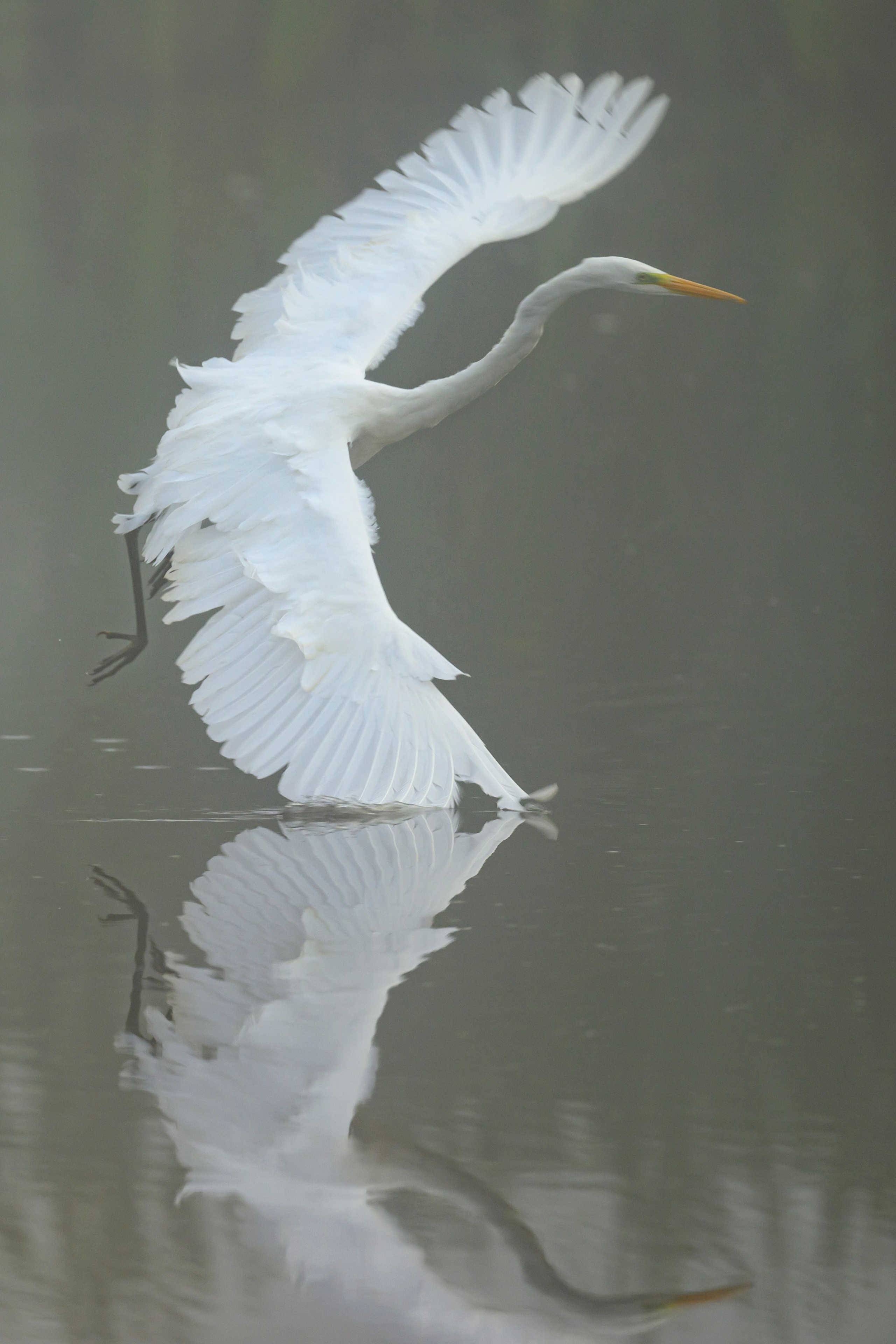 Цапли. Wildlife photography by Sergey Puponin
