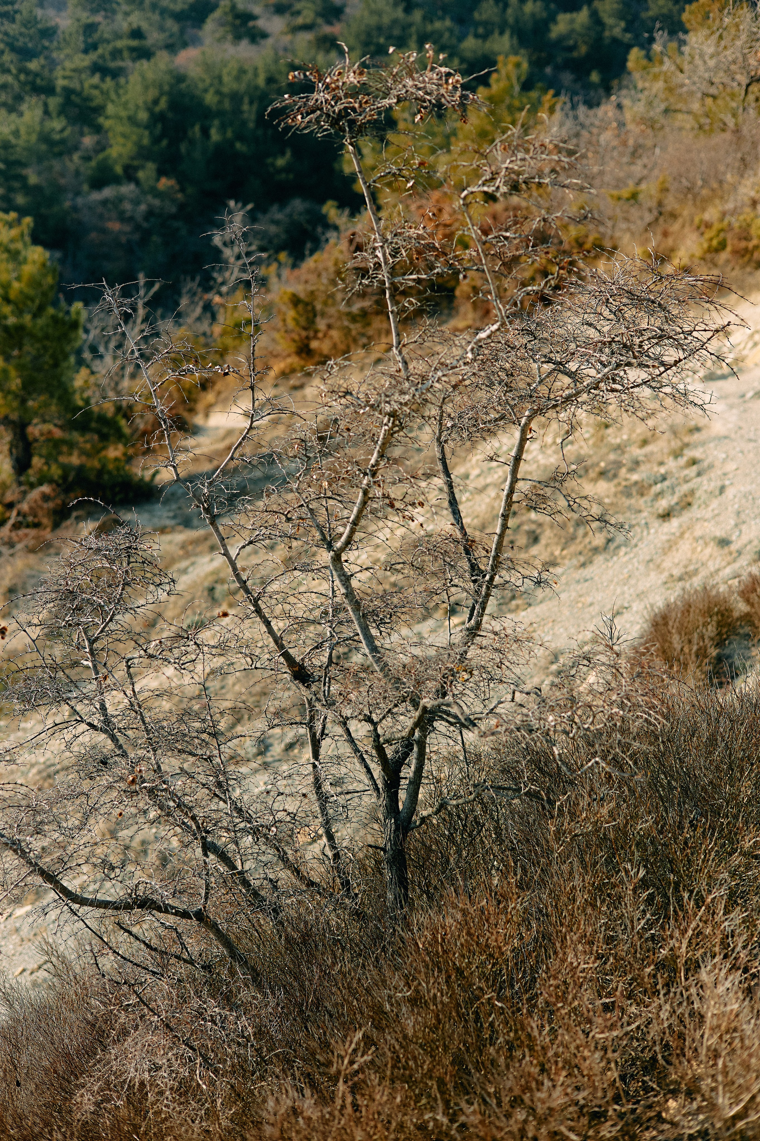 Юг России. Профессиональный Фотограф во Владимире, в Москве и в Суздале — Полина Романычева
