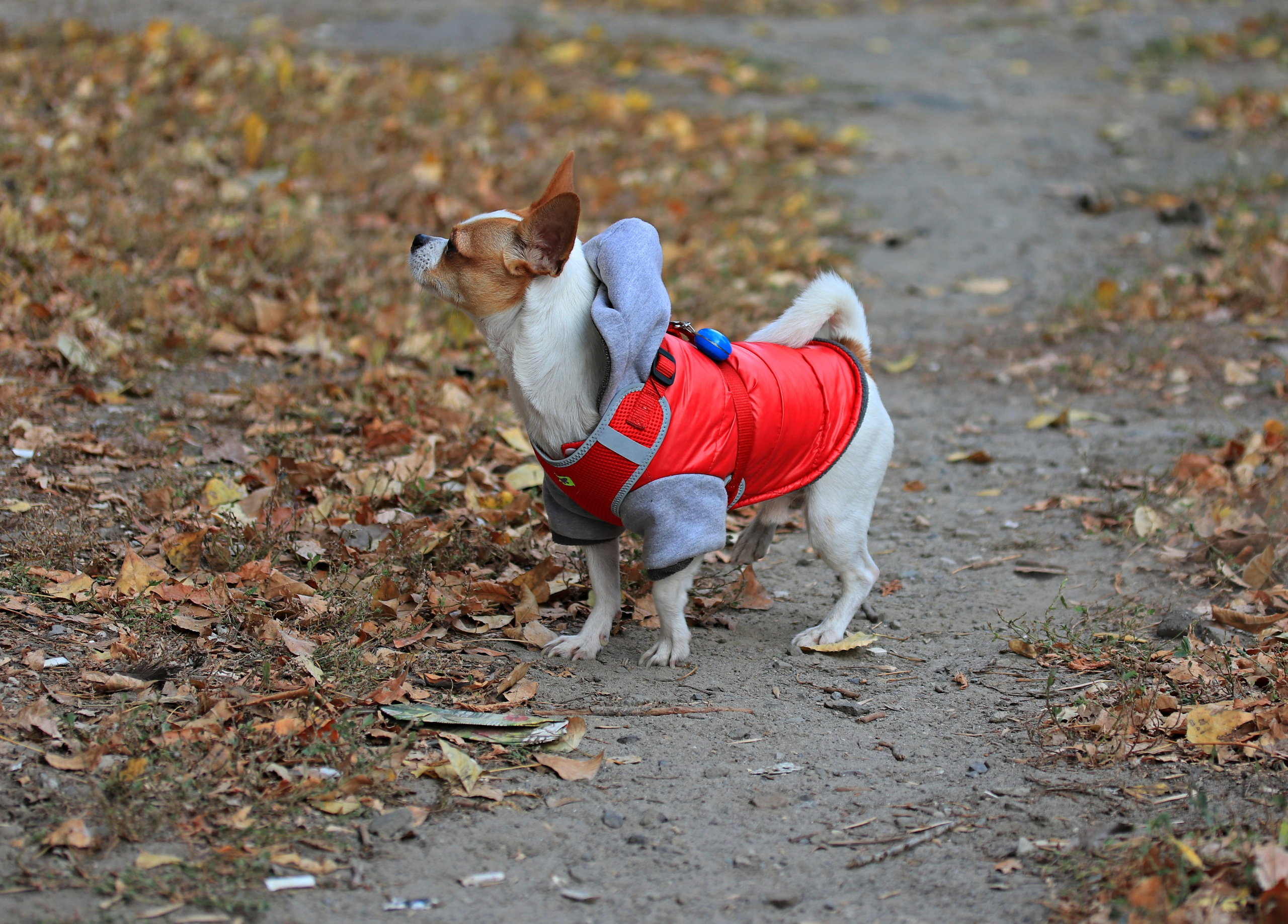 Домашние животные-Собаки. Фото-художник и Репортажный фотограф Николаев Александр Алексеевич