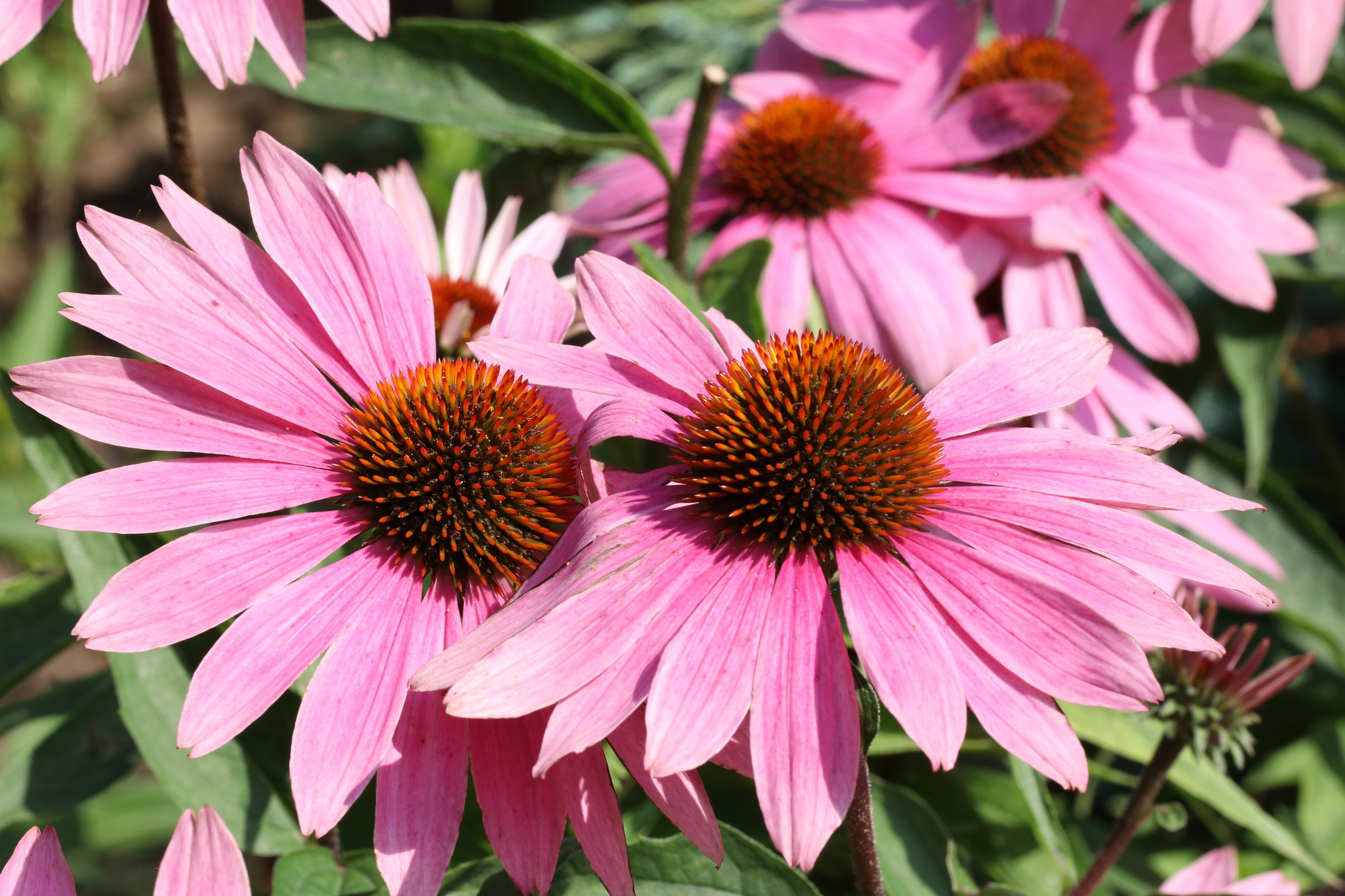 Эхинацея из Кисловодска. Фото-художник и Репортажный фотограф Николаев Александр Алексеевич