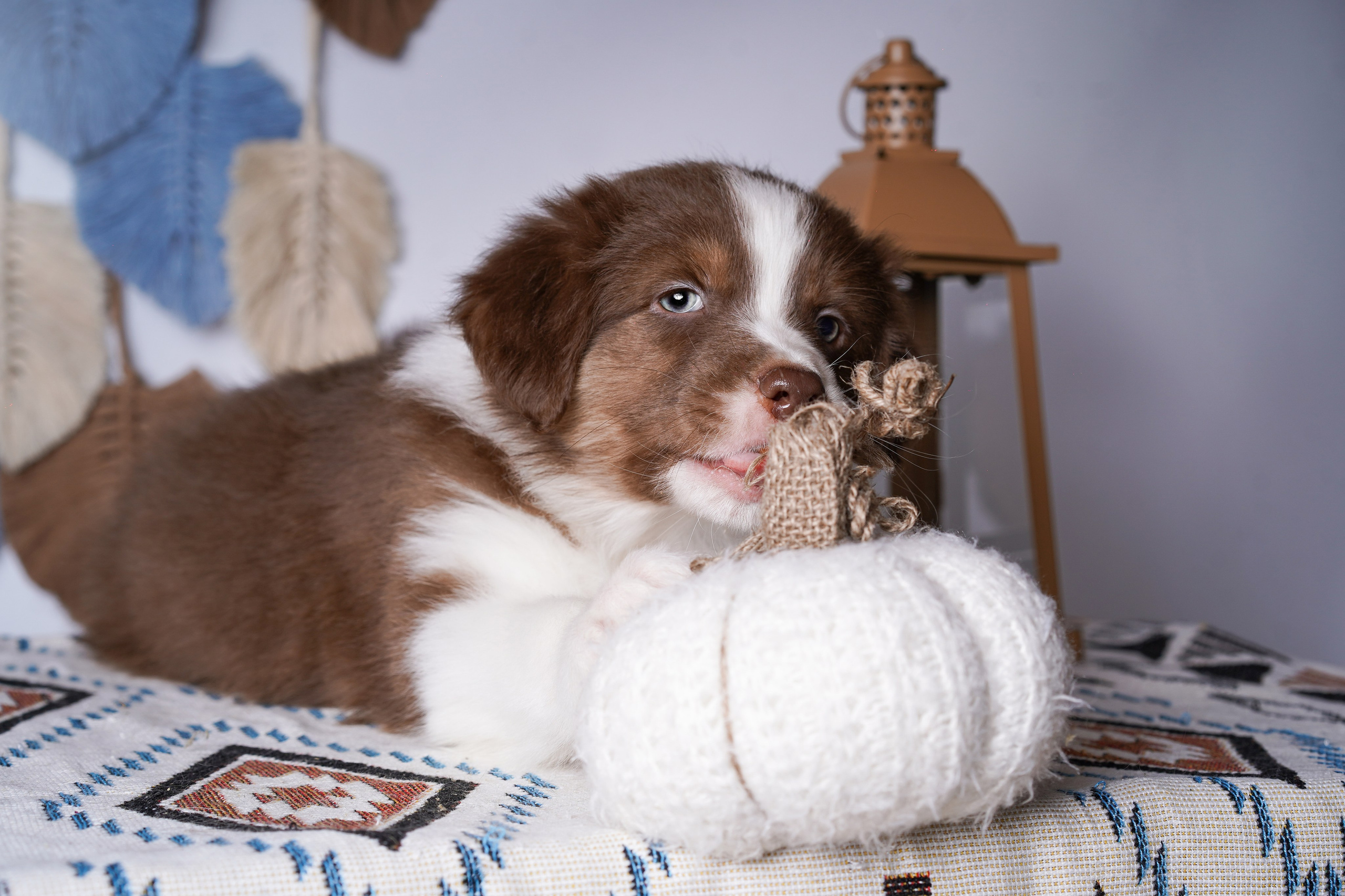 Щенки аусси. Фотограф-анималист в Санкт-Петербурге Яна Мартынова