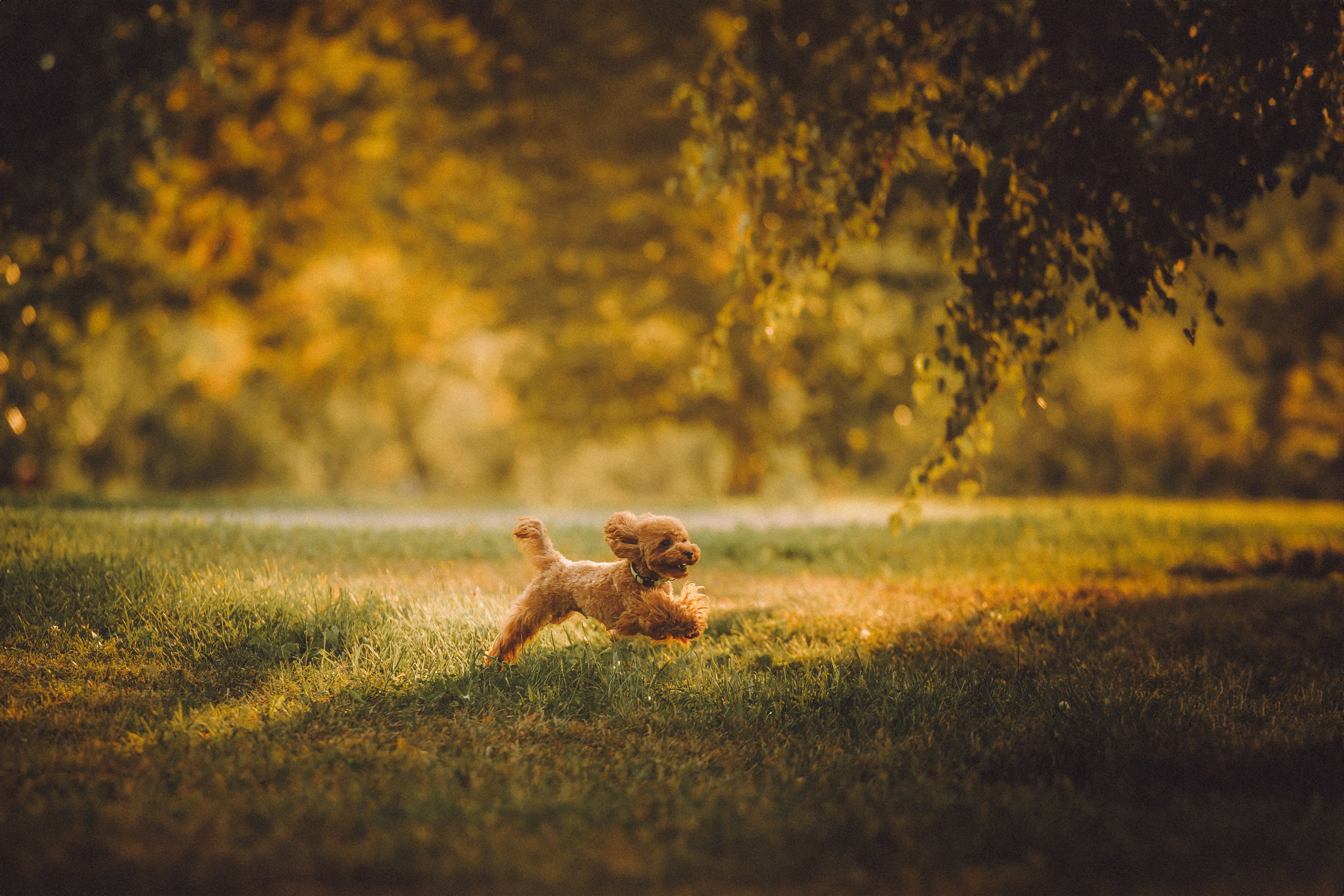 Гречка, Кари и щенки