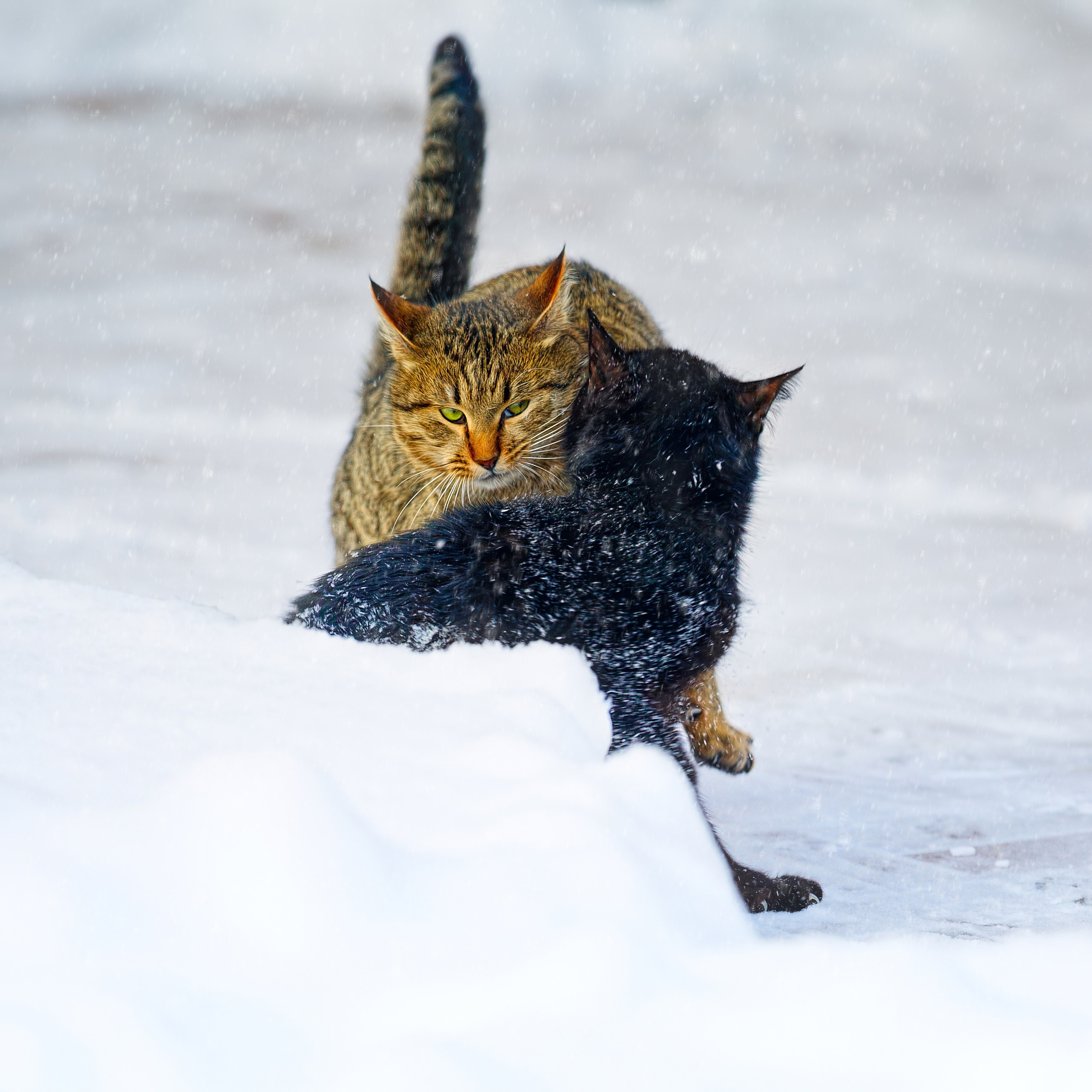 ПРИРОДА. Слепки времени. Фотографии природы и событий. Москва. Сергей Аллагулов