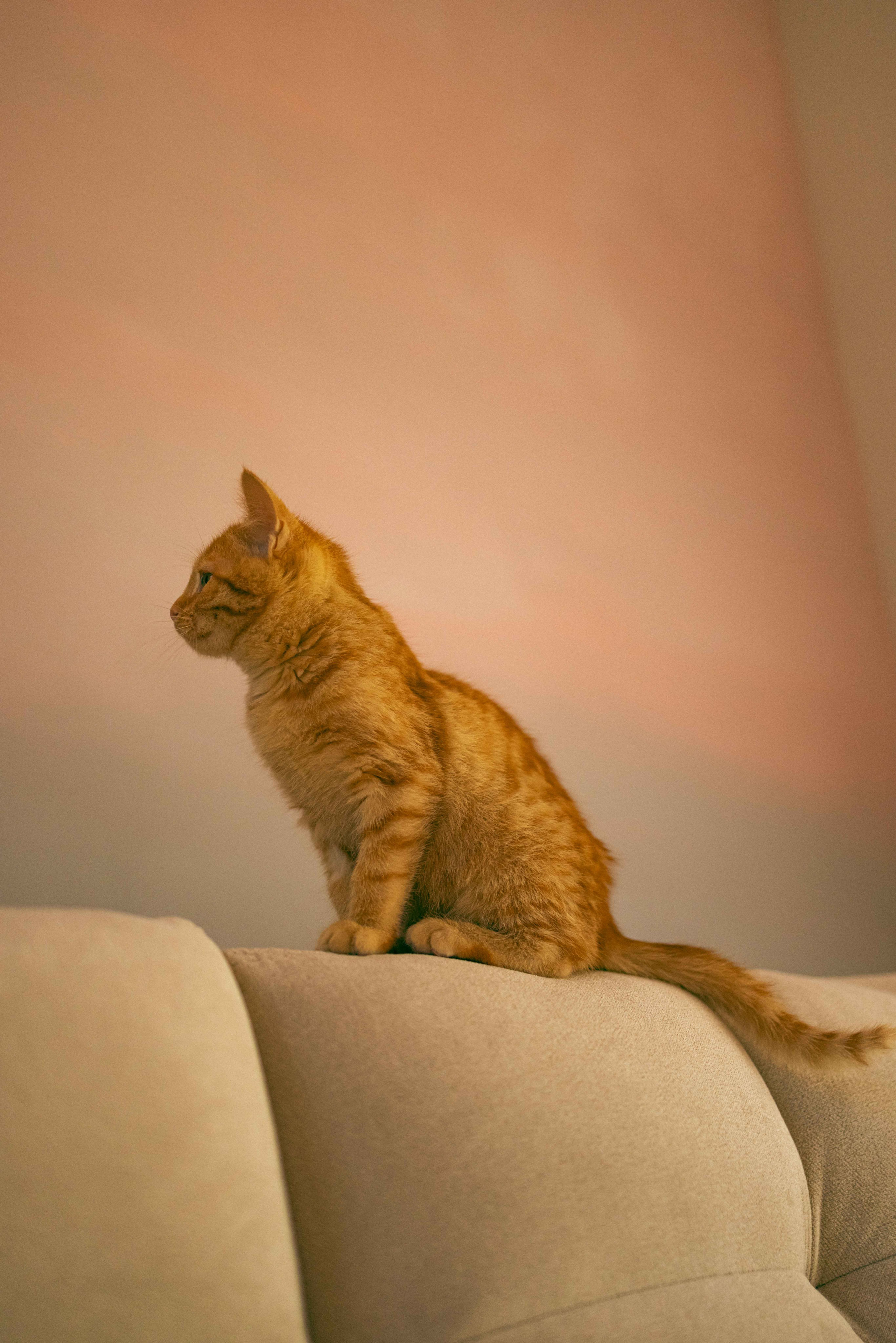 Кускус. Фотограф-анималист в Москве Лера Черноног