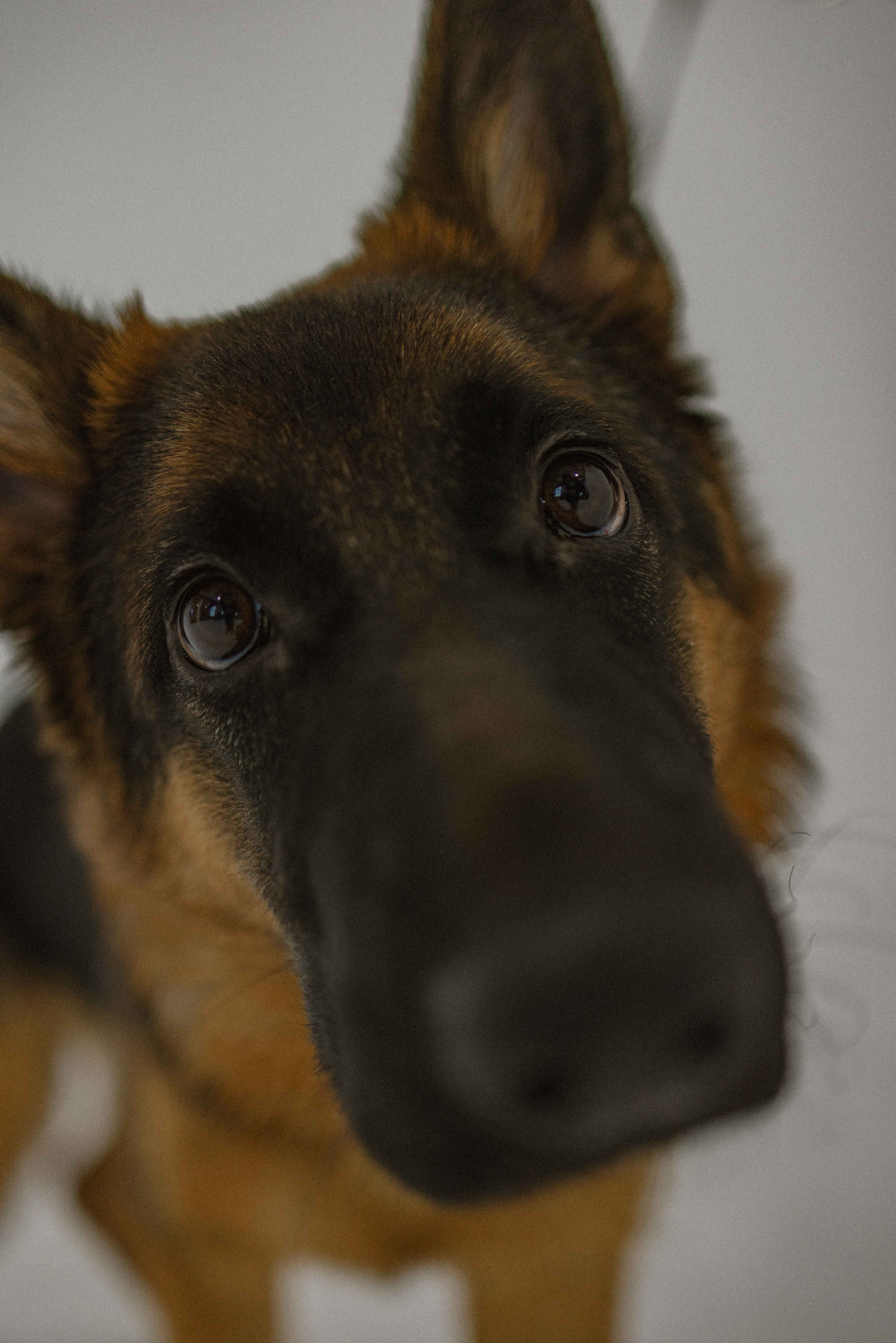 Ася и Буся. Фотограф-анималист в Москве Лера Черноног