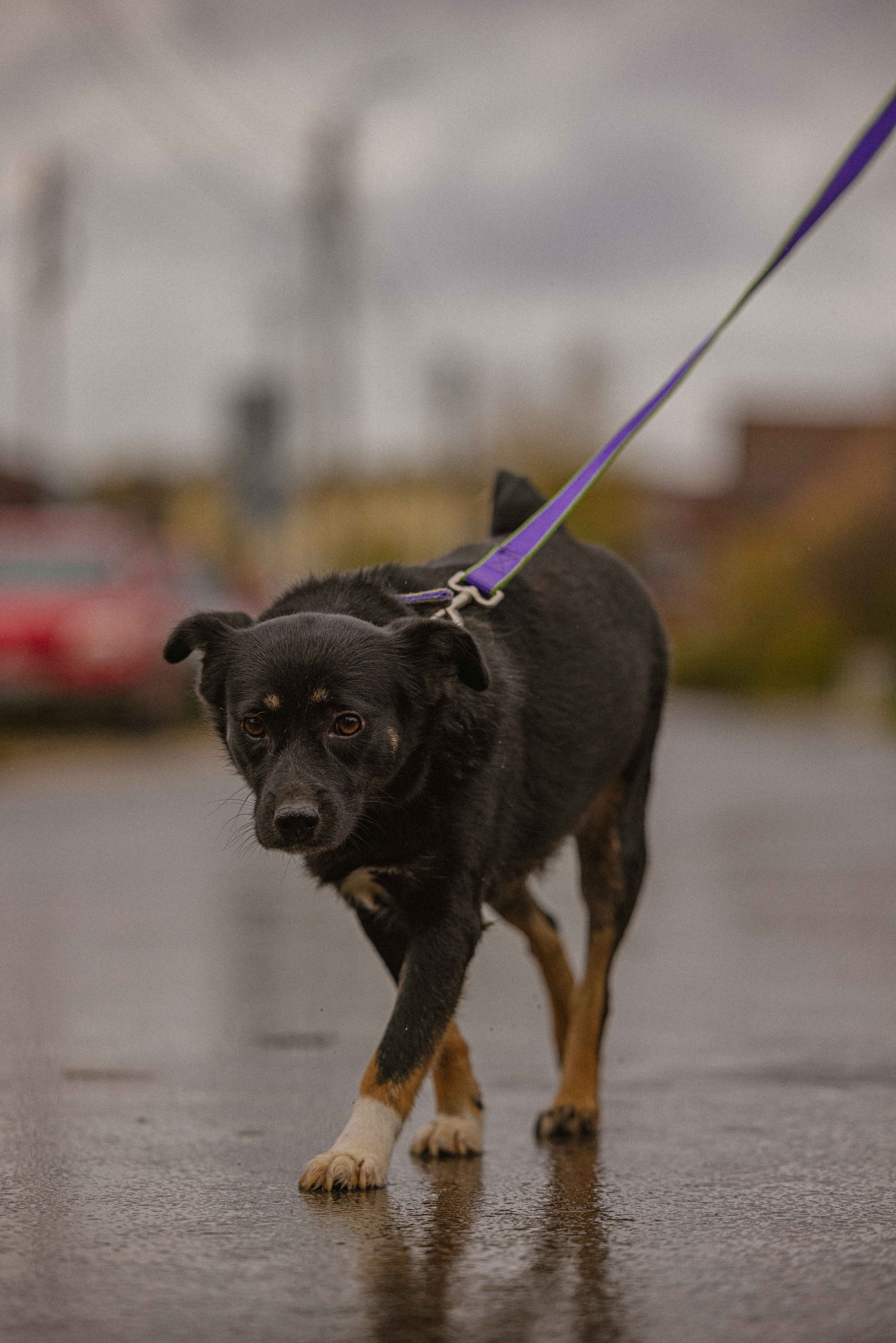 Передержка. Фотограф-анималист в Москве Лера Черноног