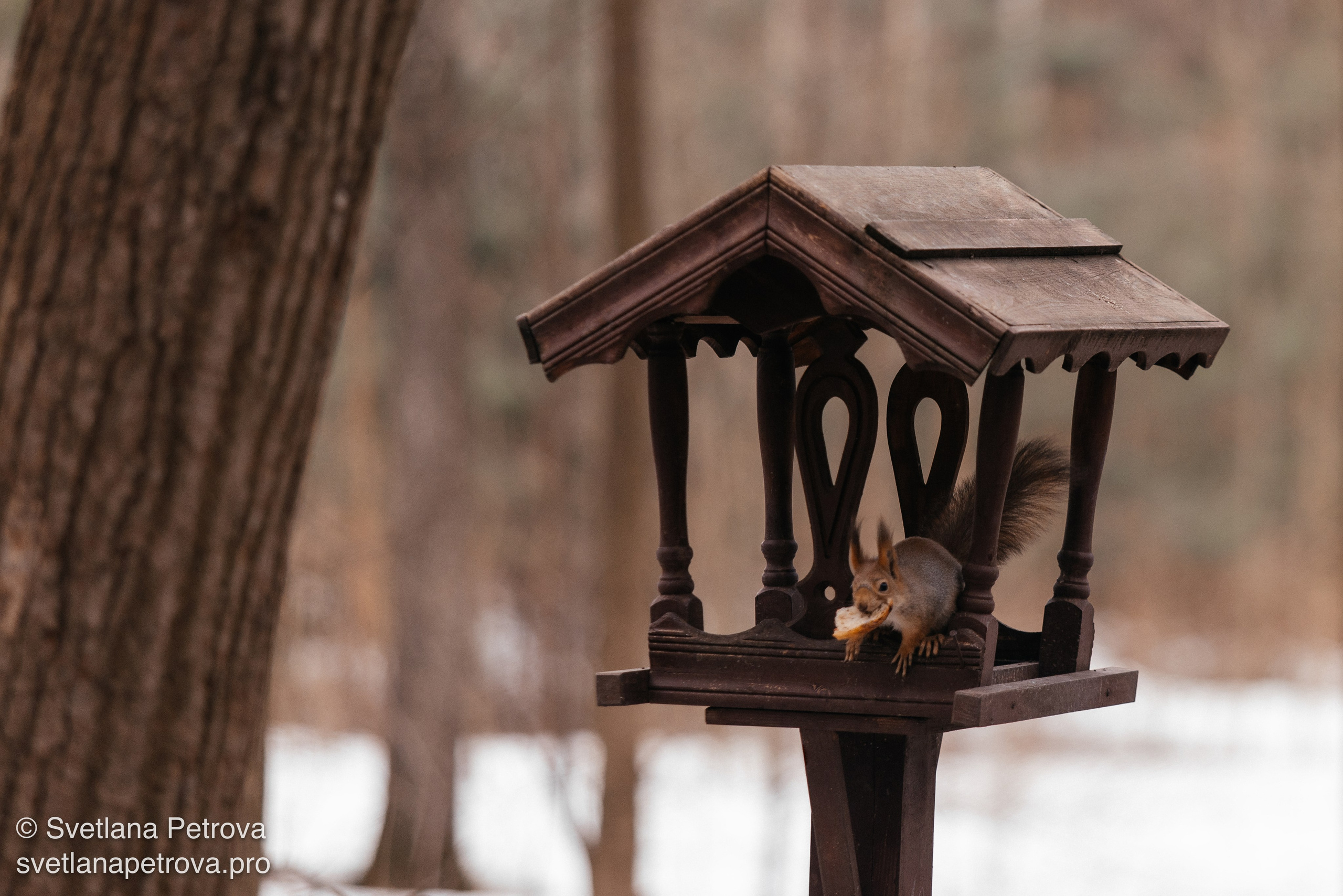 Белочки. Весна 2026. Фотограф Светлана Петрова