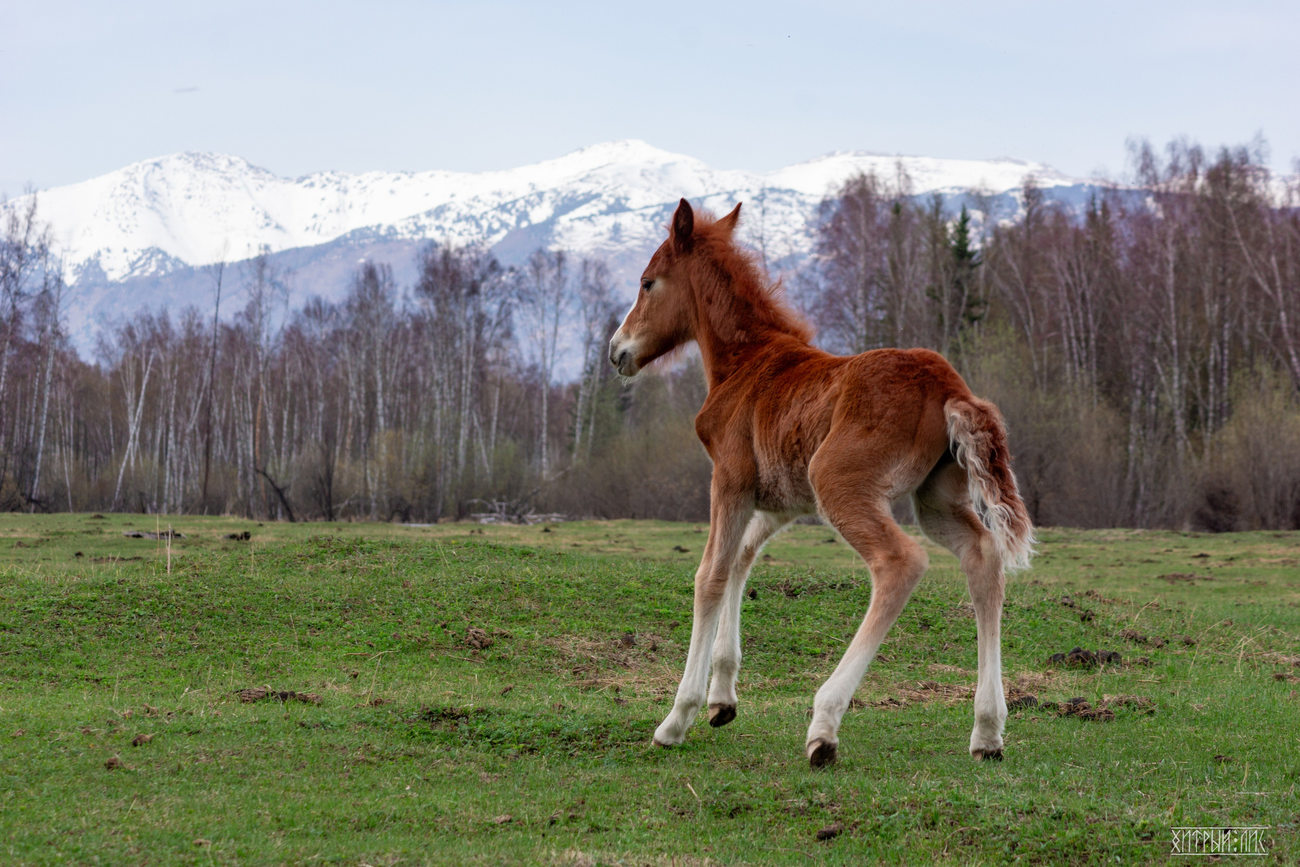 Алтай. Фотограф-путешественник Самойлов Максим «Sly Fox»