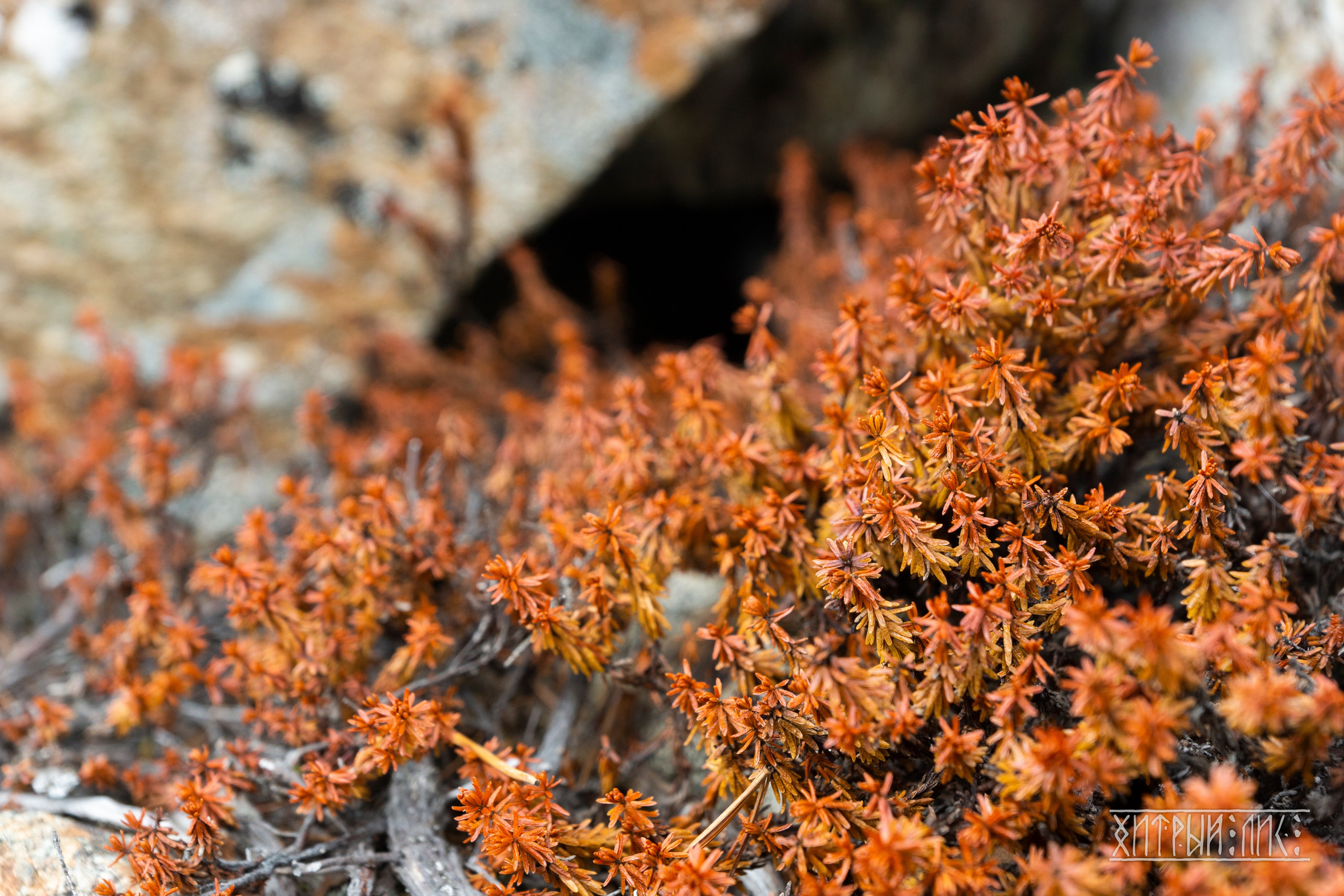 Сахалин. Фотограф-путешественник Самойлов Максим «Sly Fox»