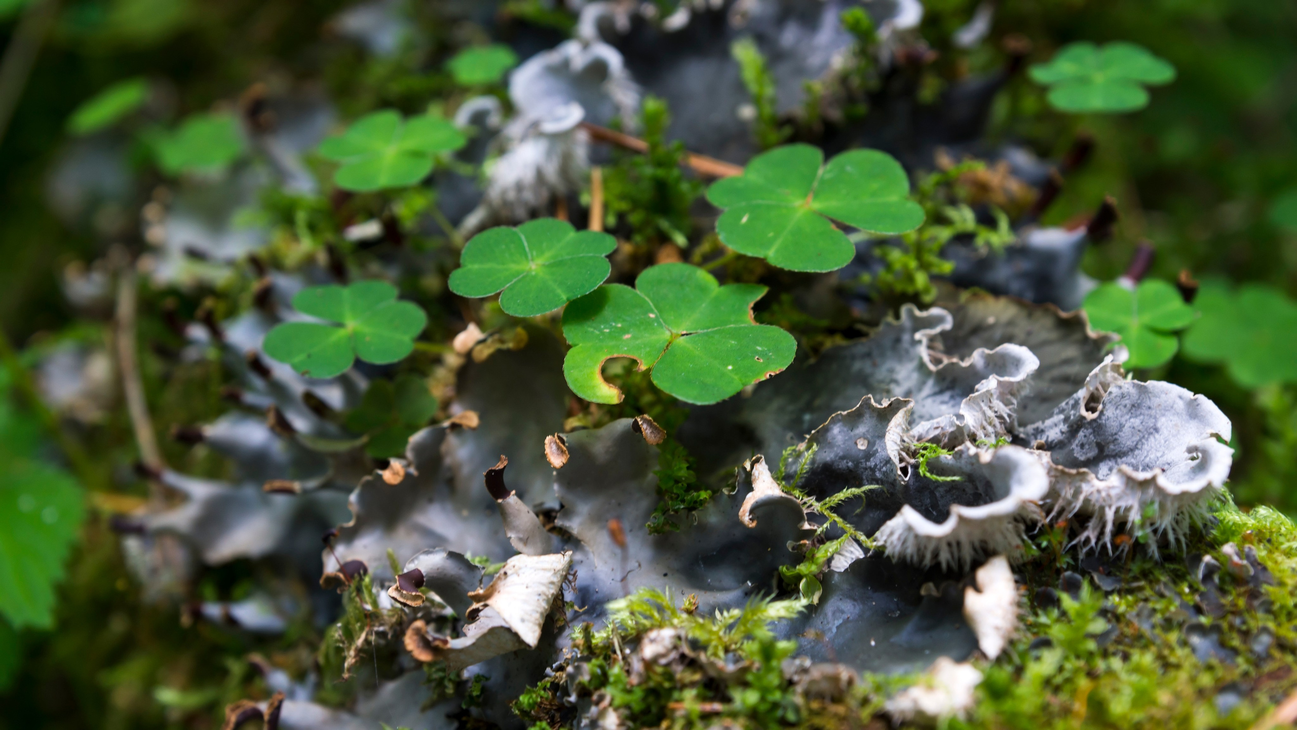 Карелия. Фотограф-путешественник Самойлов Максим «Sly Fox»