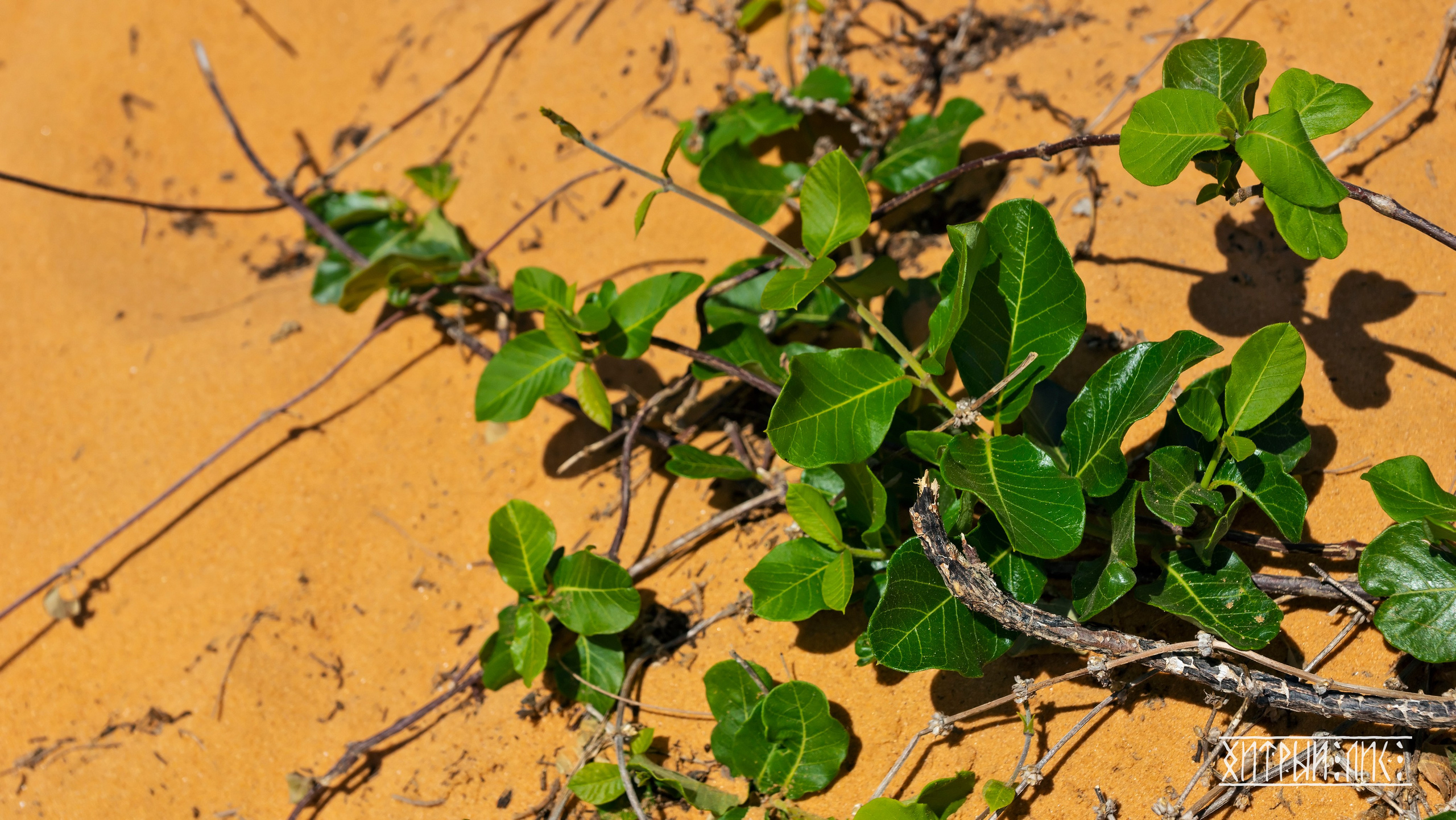 Вьетнам. Фотограф-путешественник Самойлов Максим «Sly Fox»