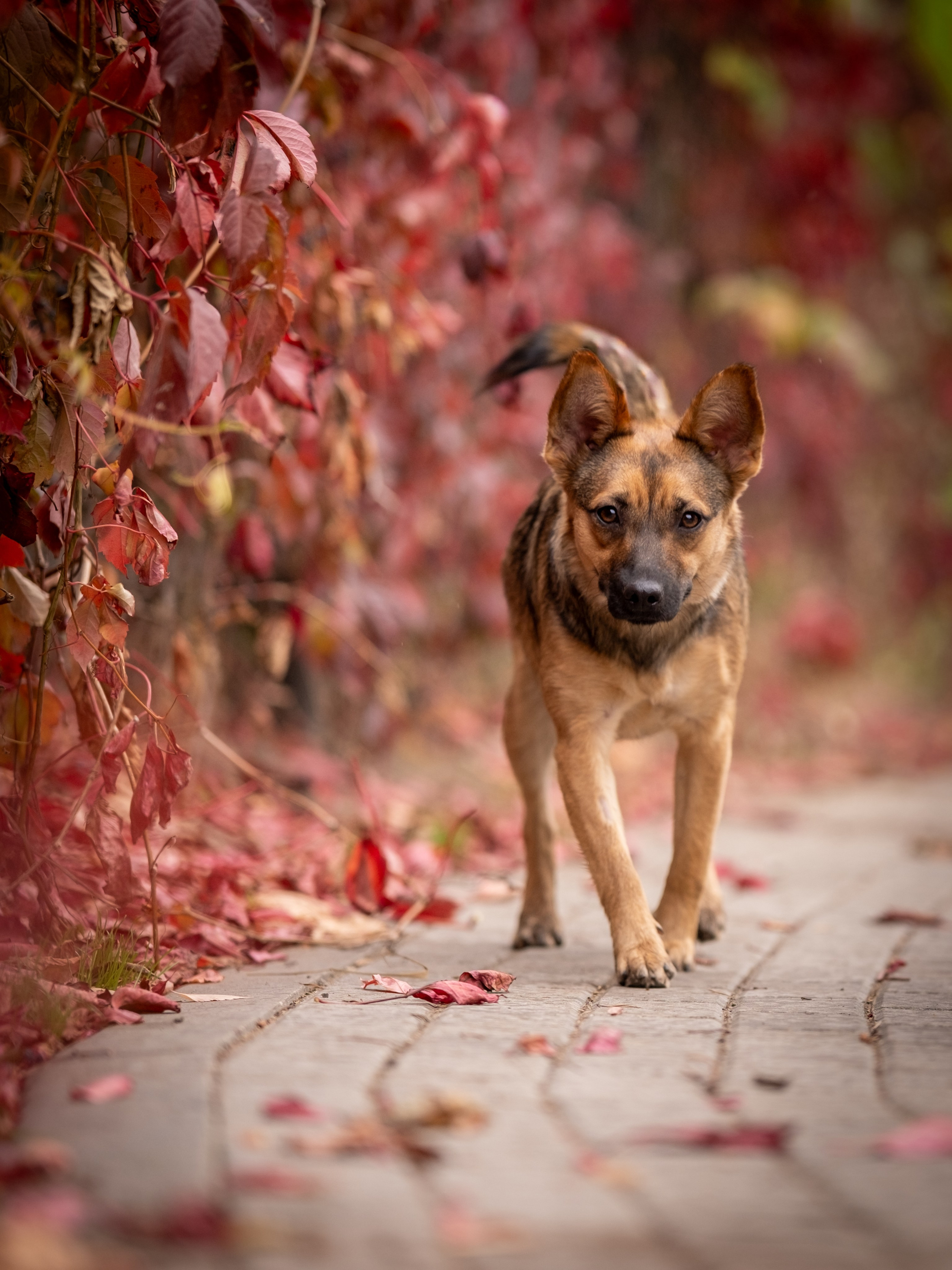 Осенняя Дося-модница). Зоофотограф, фотограф животных в Москве и области Дина Дамоцева