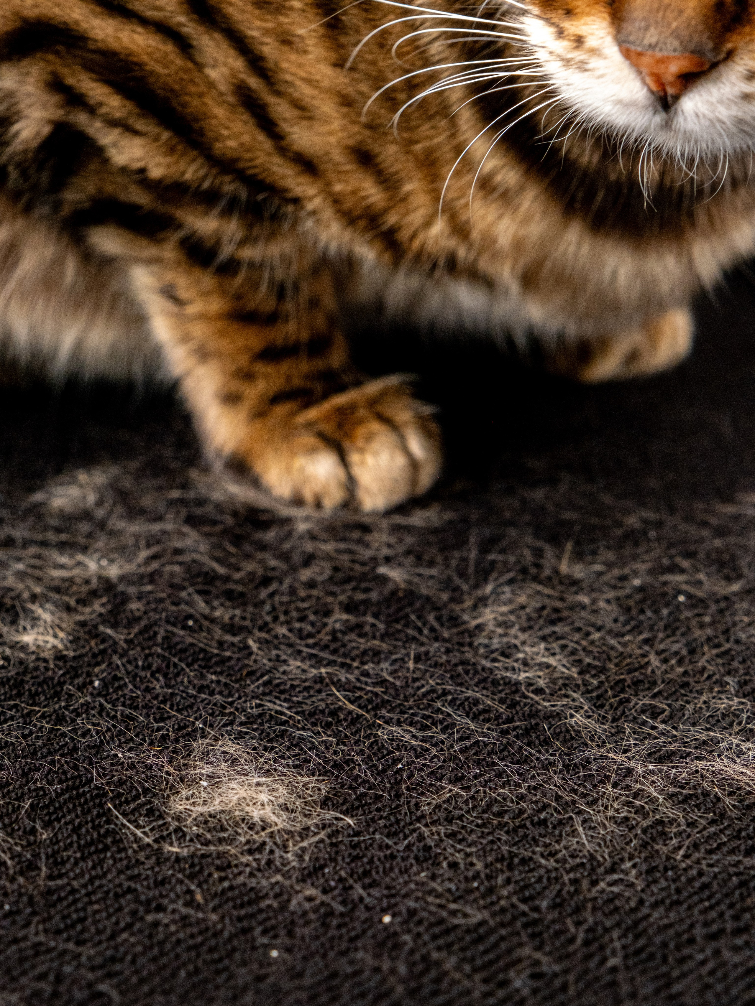 Пуходерка и ролик для очистки одежды для Александра!. Зоофотограф, фотограф животных в Москве и области Дина Дамоцева