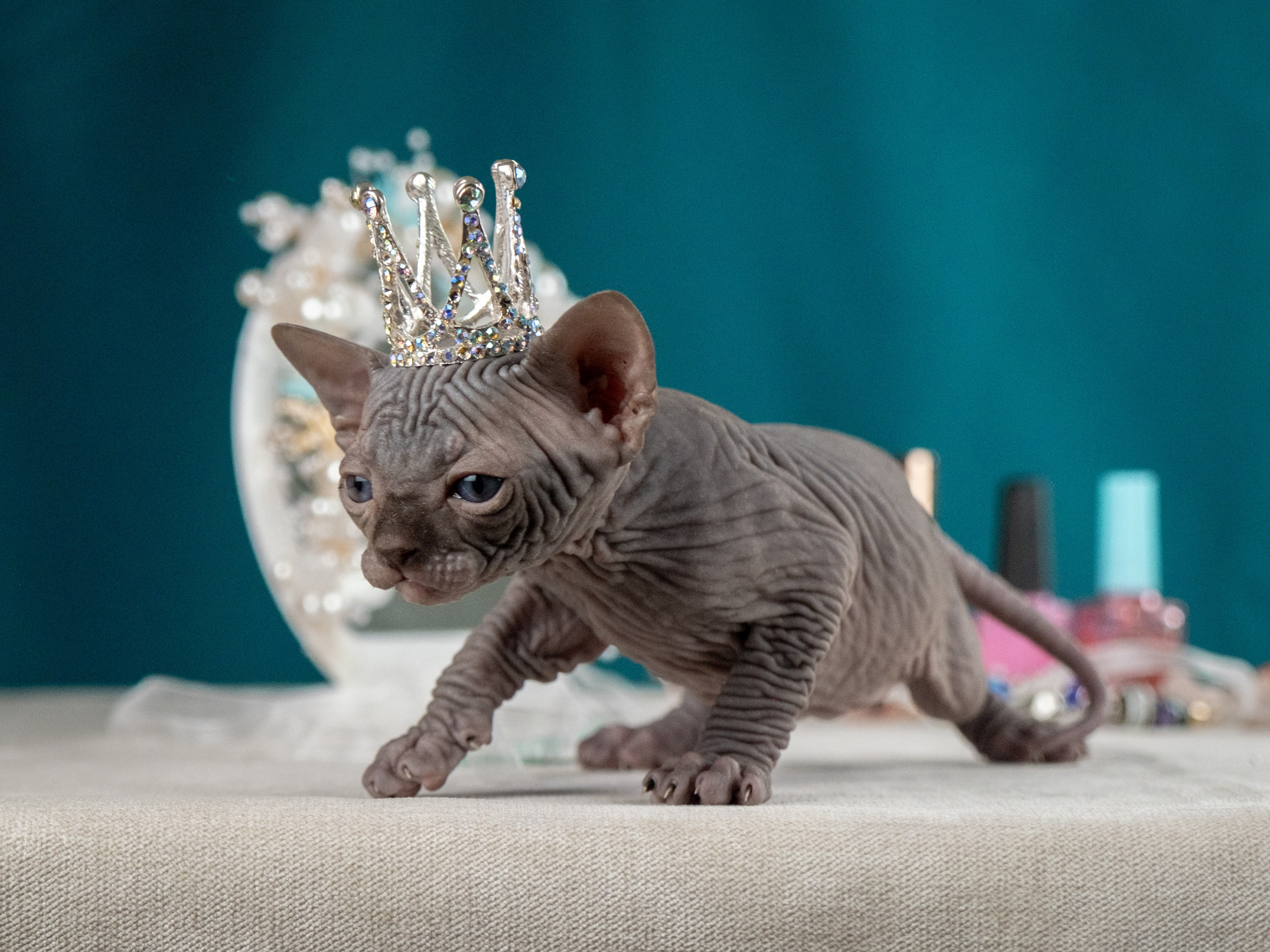 Невероятные сфинксы и эльфы для Ланы!. Зоофотограф, фотограф животных в Москве и области Дина Дамоцева