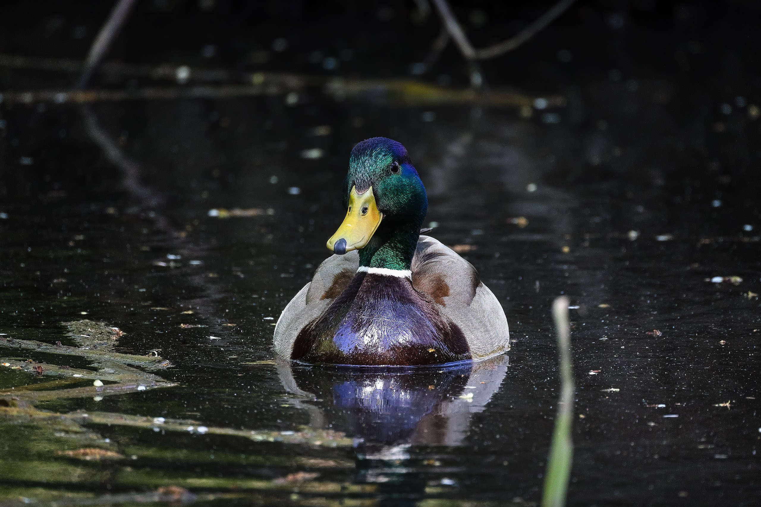 Кряква анфас