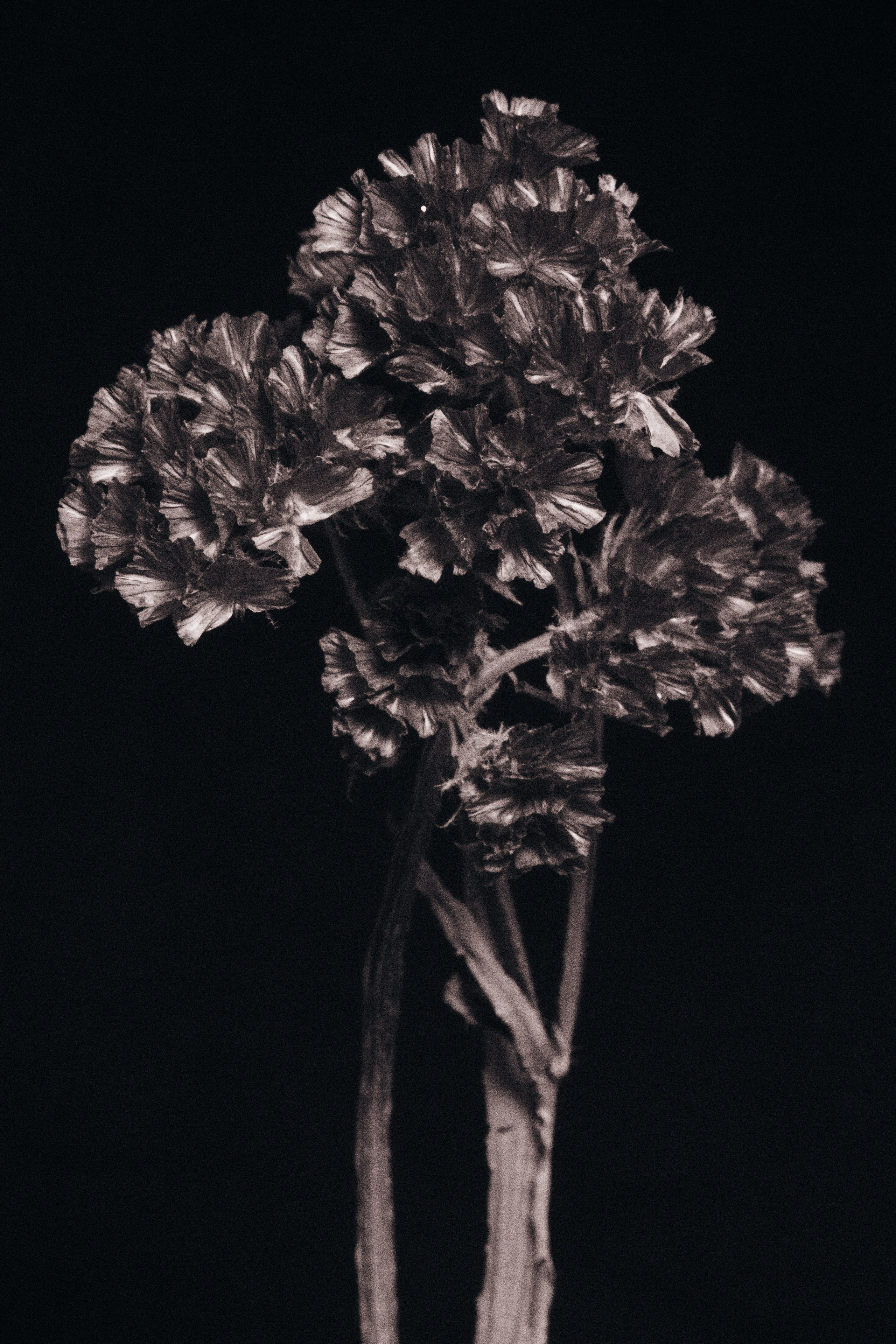 ЦВЕТЫ. Фотограф в Алматы Артемий Матюнин