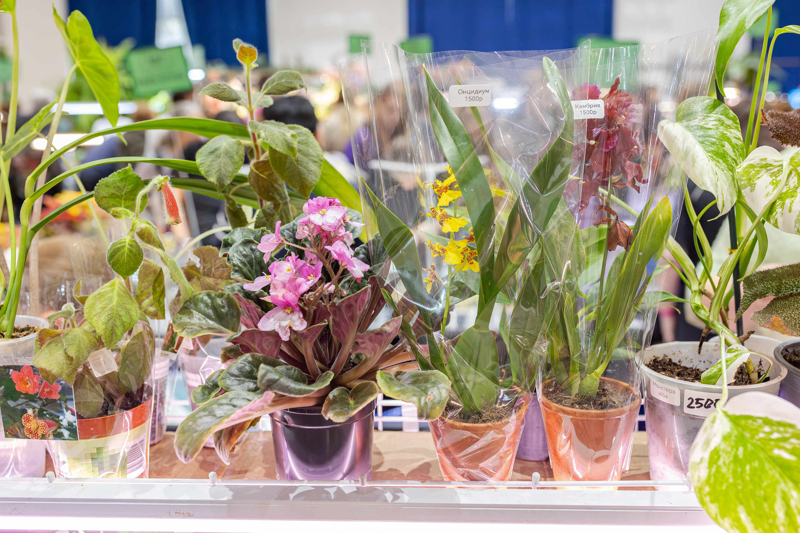 Монстериум апрель 2026. Александра Куликова фотограф, Москва