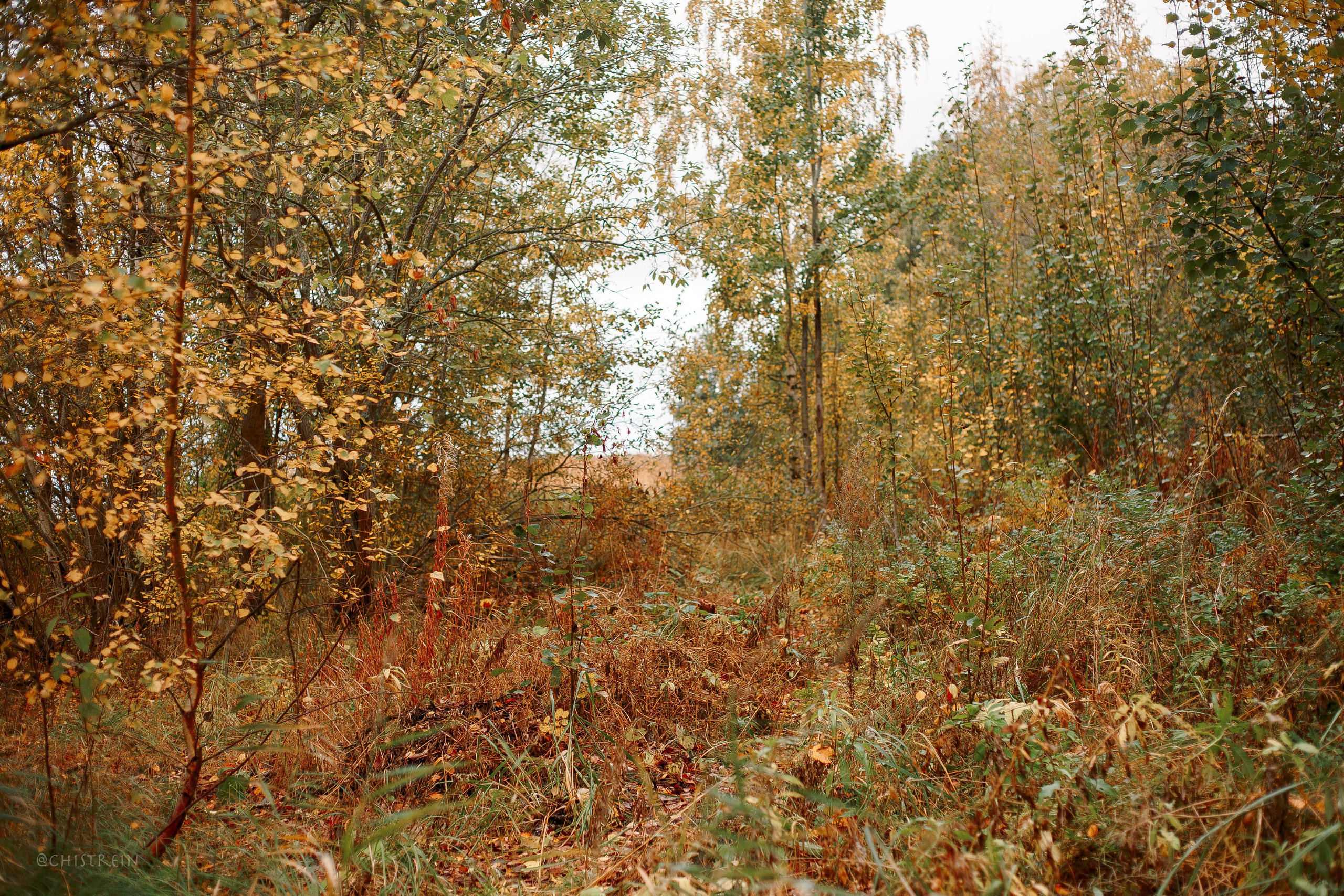 Дальний пирс. Фотограф-анималист Наталия Чистюхина в г. Сосновый Бор и ЛО