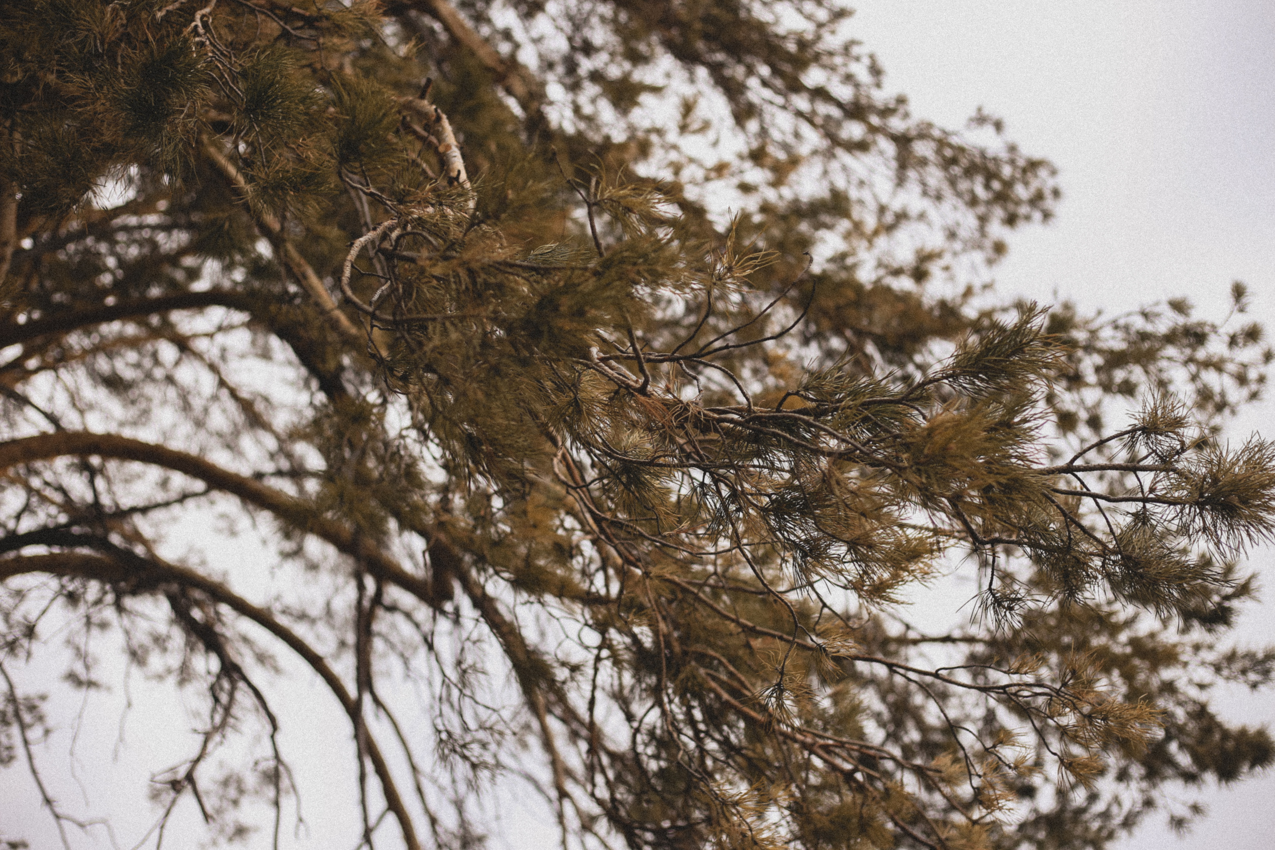 Море внутри меня. Свадебный и семейный фотограф в Южно-Сахалинске Софья Воропаева