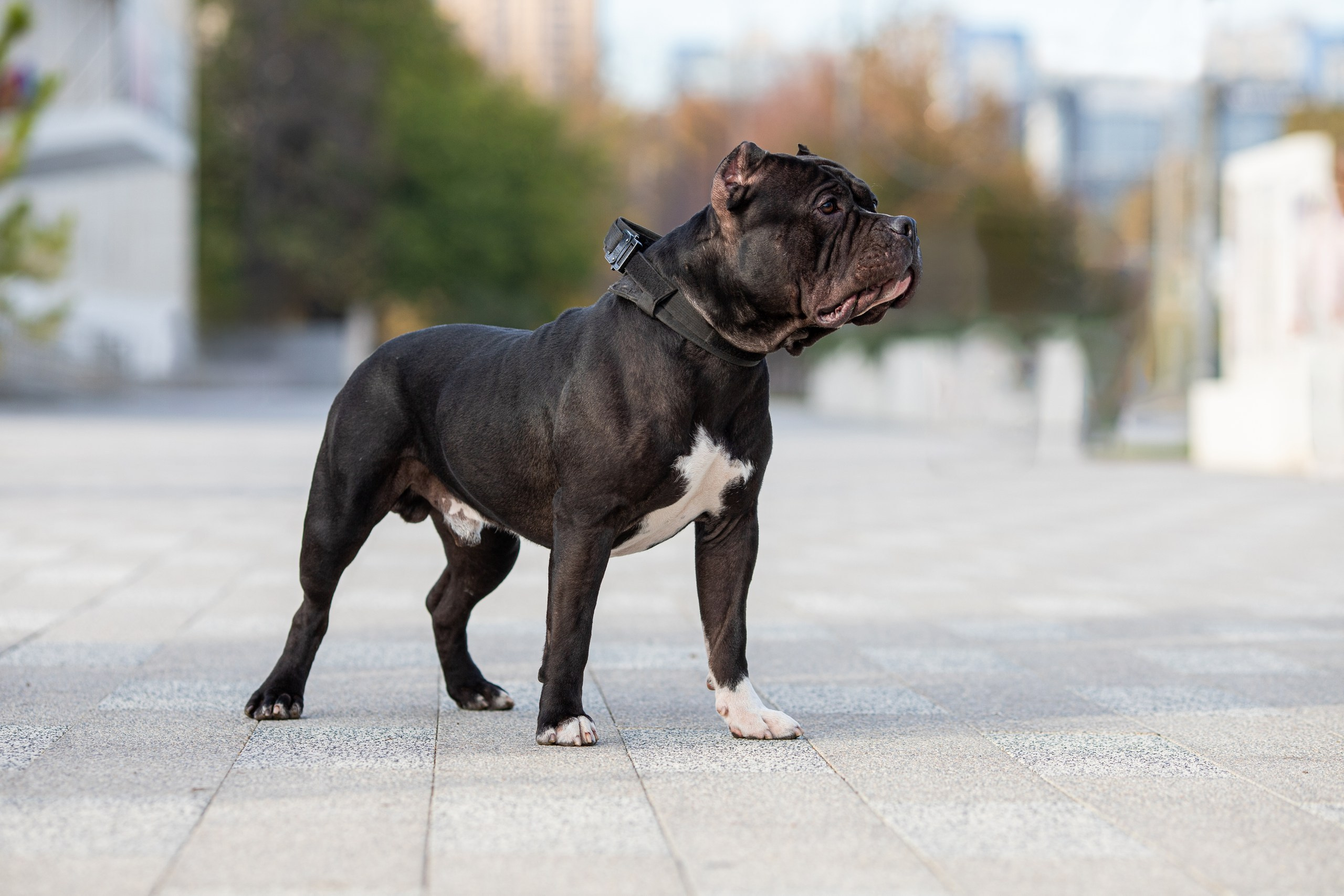 Фотопрогулка с собакой и съёмка для презентации собак