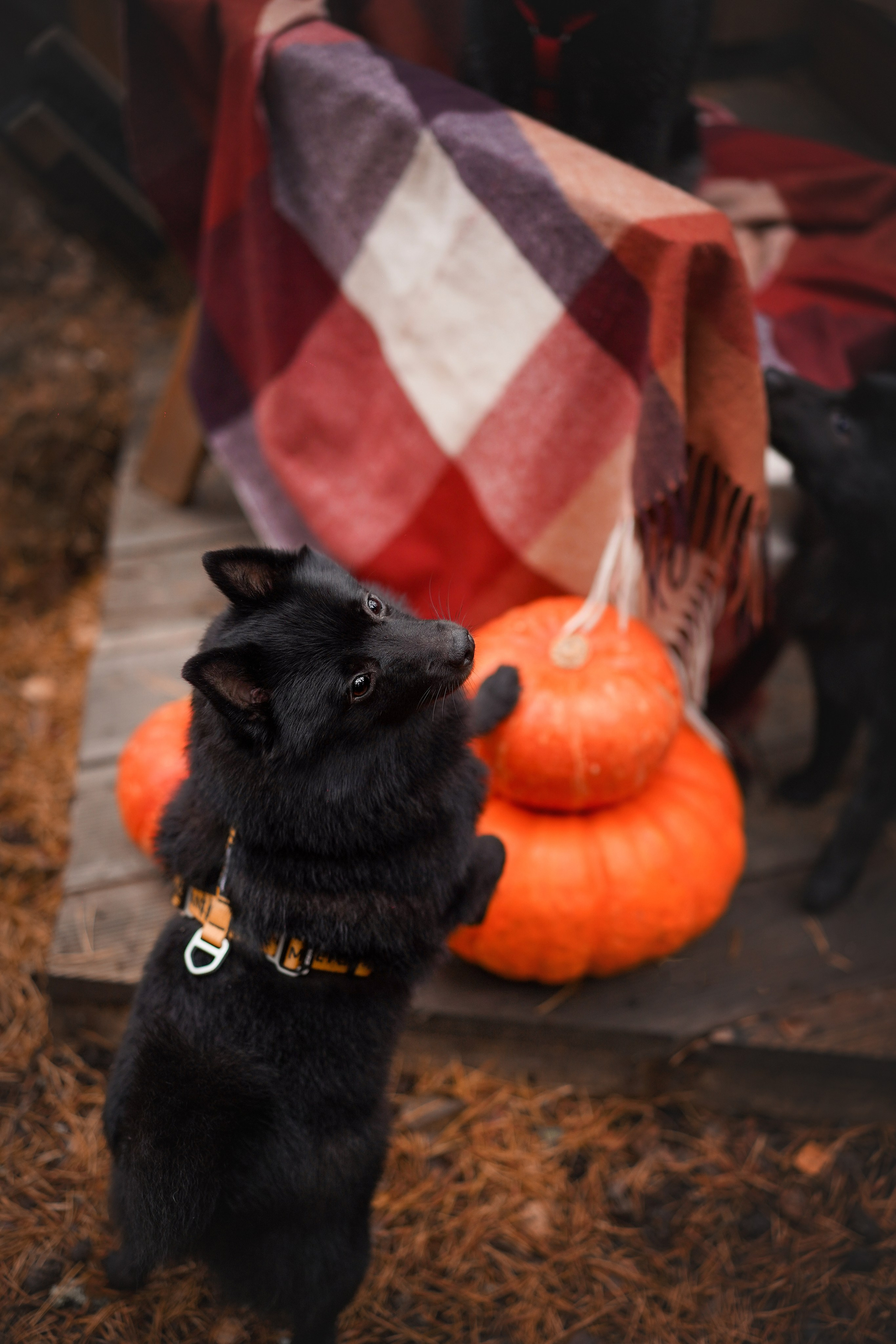 Аня Мишель Арчи и Майкл. Фотограф-анималист в Санкт-Петербурге Яна Мартынова