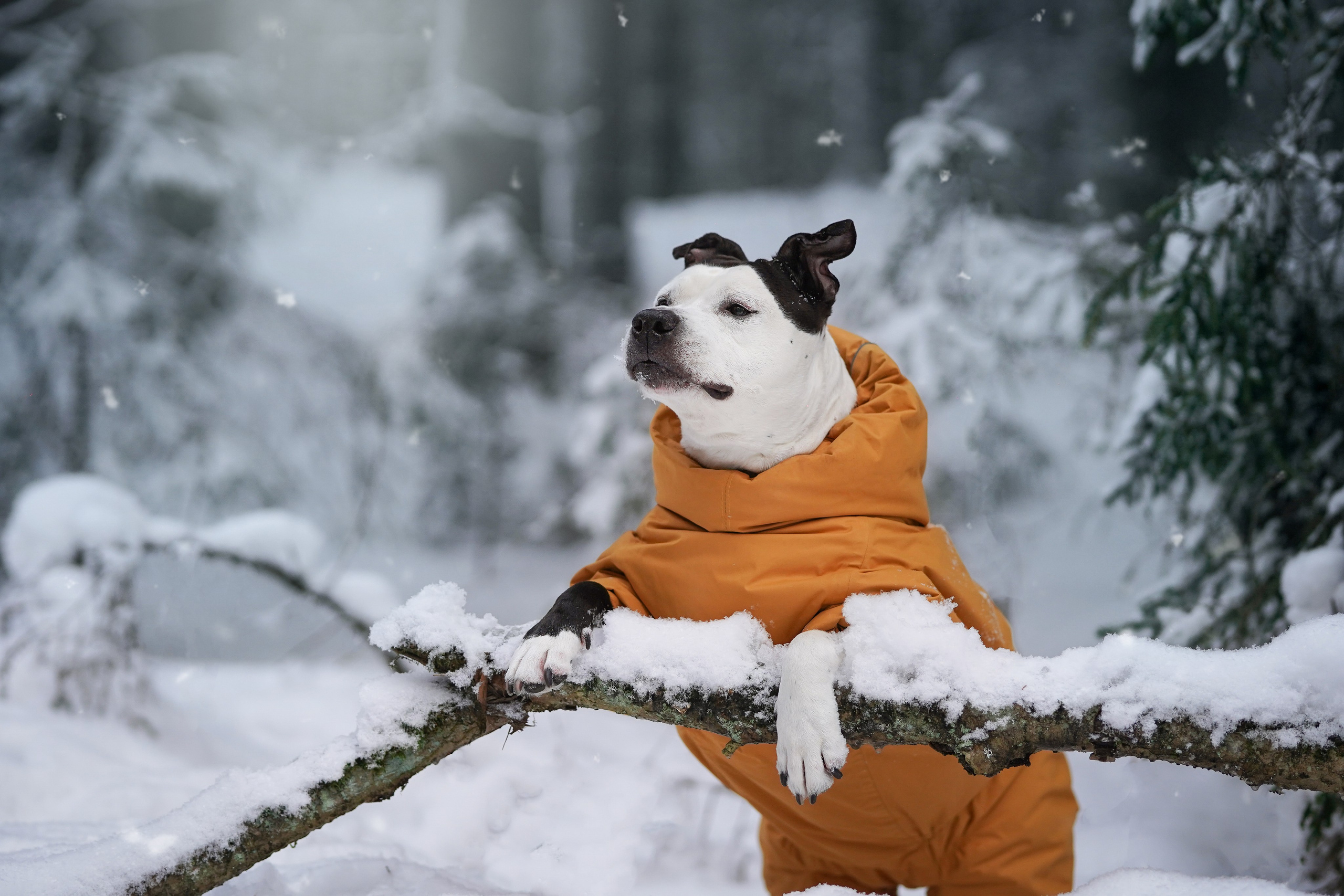 Маша Женя и Фиона. Фотограф-анималист в Санкт-Петербурге Яна Мартынова